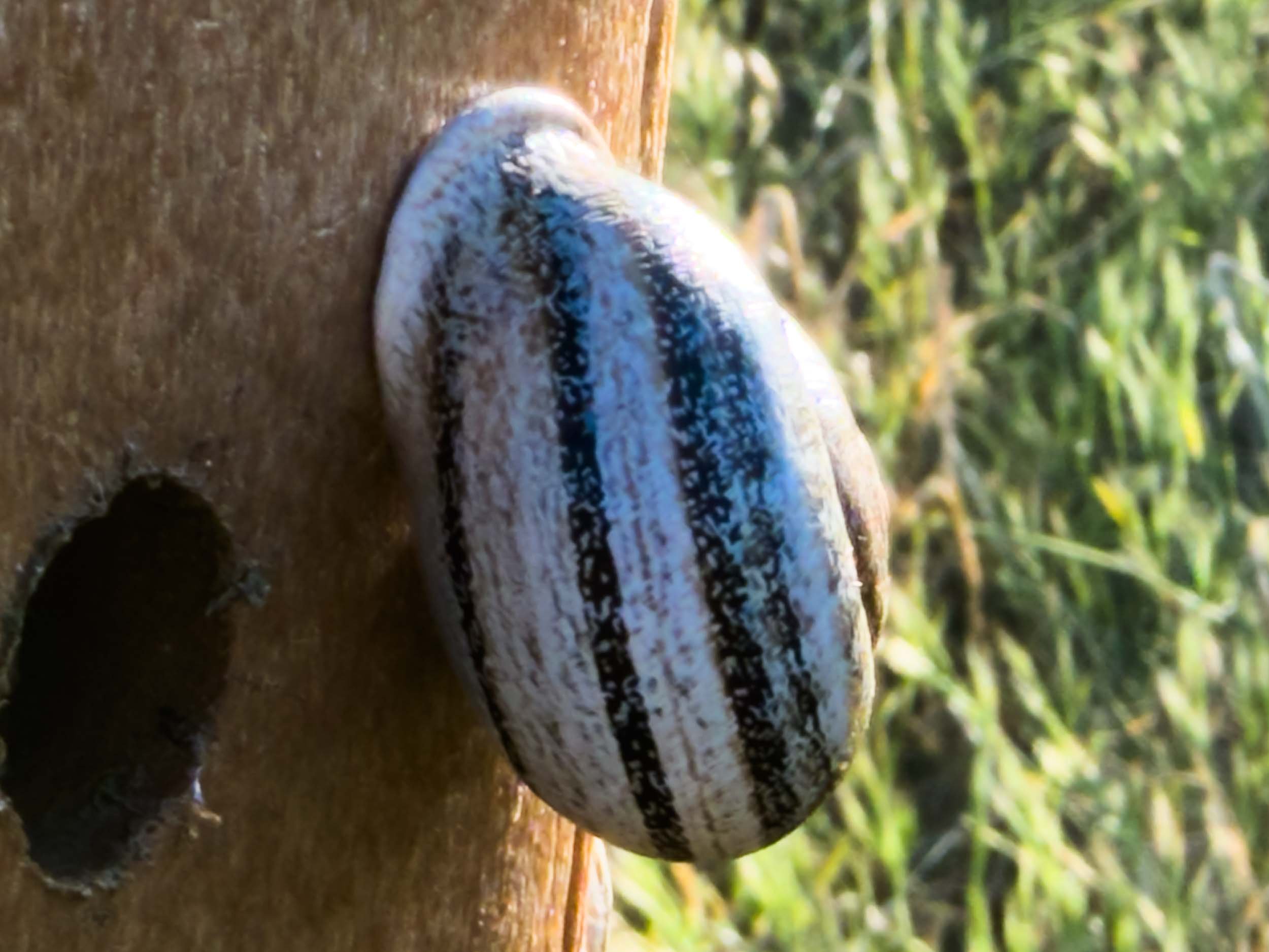 Milk Snail
