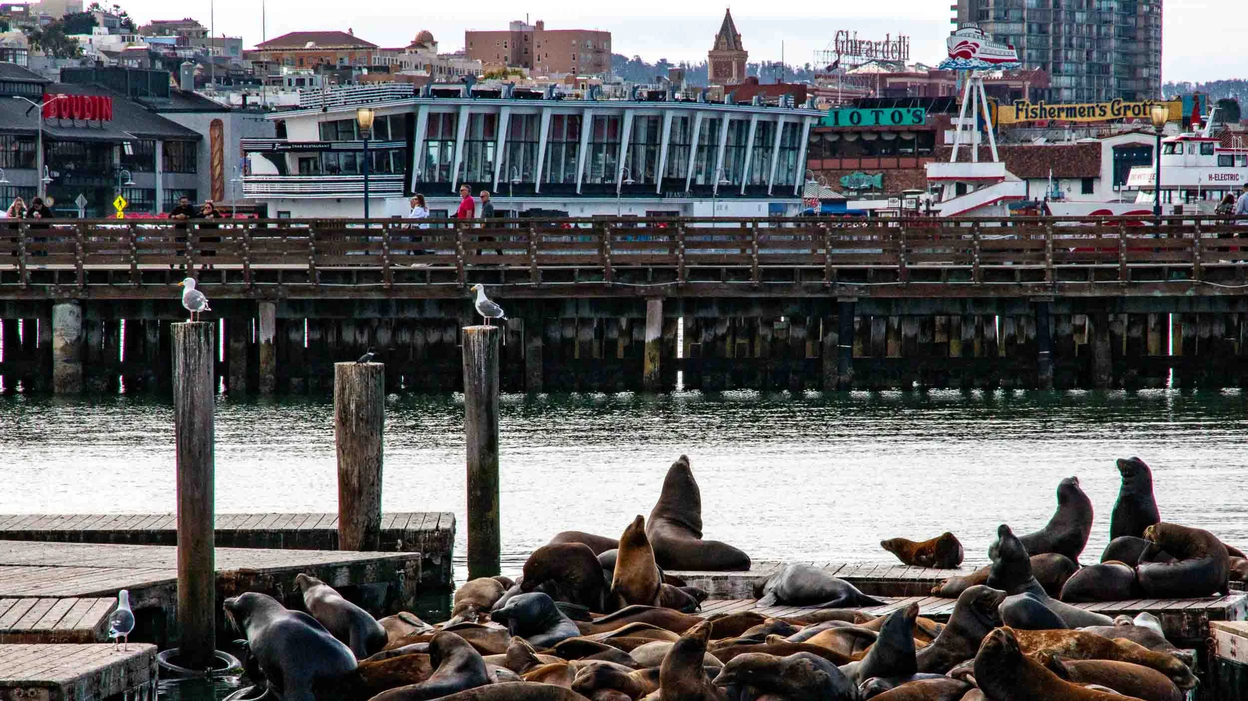 California Sealions at Pier 39 San Francisco. One of this areas big tourist attraction.