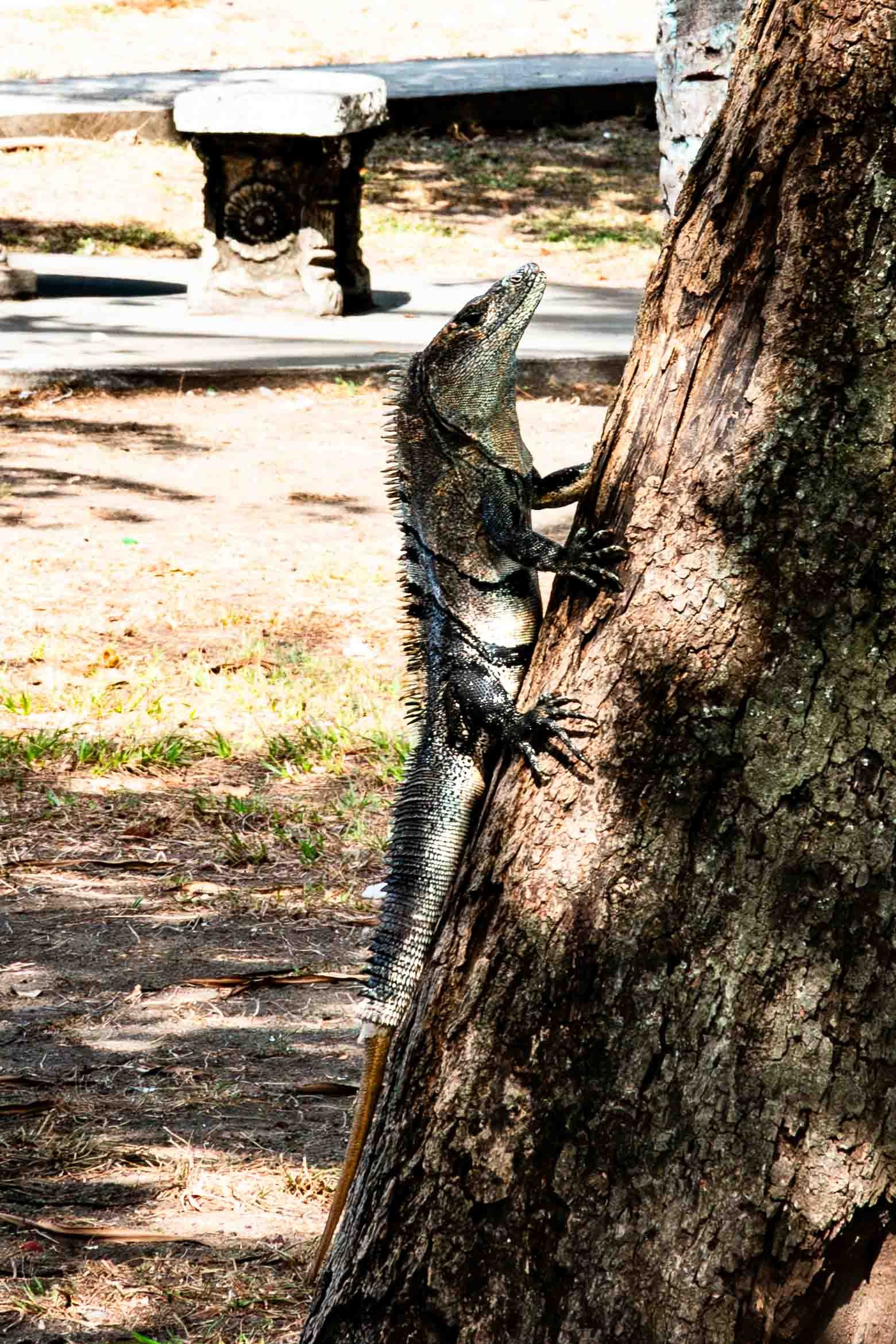 The Black Spiny-tailed Iguana, often referred to in Central America as a Garrobo.