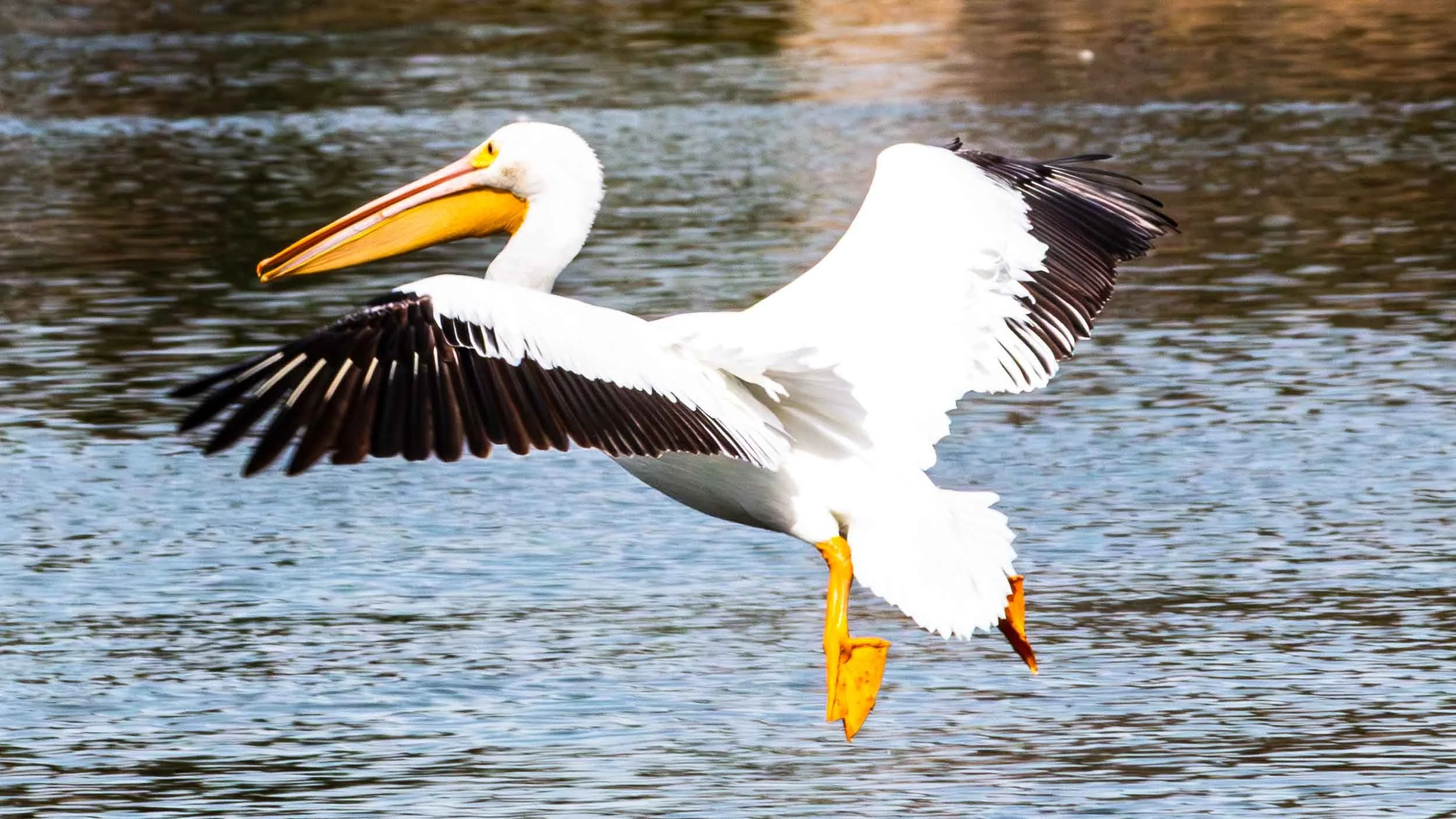 February 17, 2023 - Fountain Valley, California: Great White American Pelican in flight at Mile Square Park.