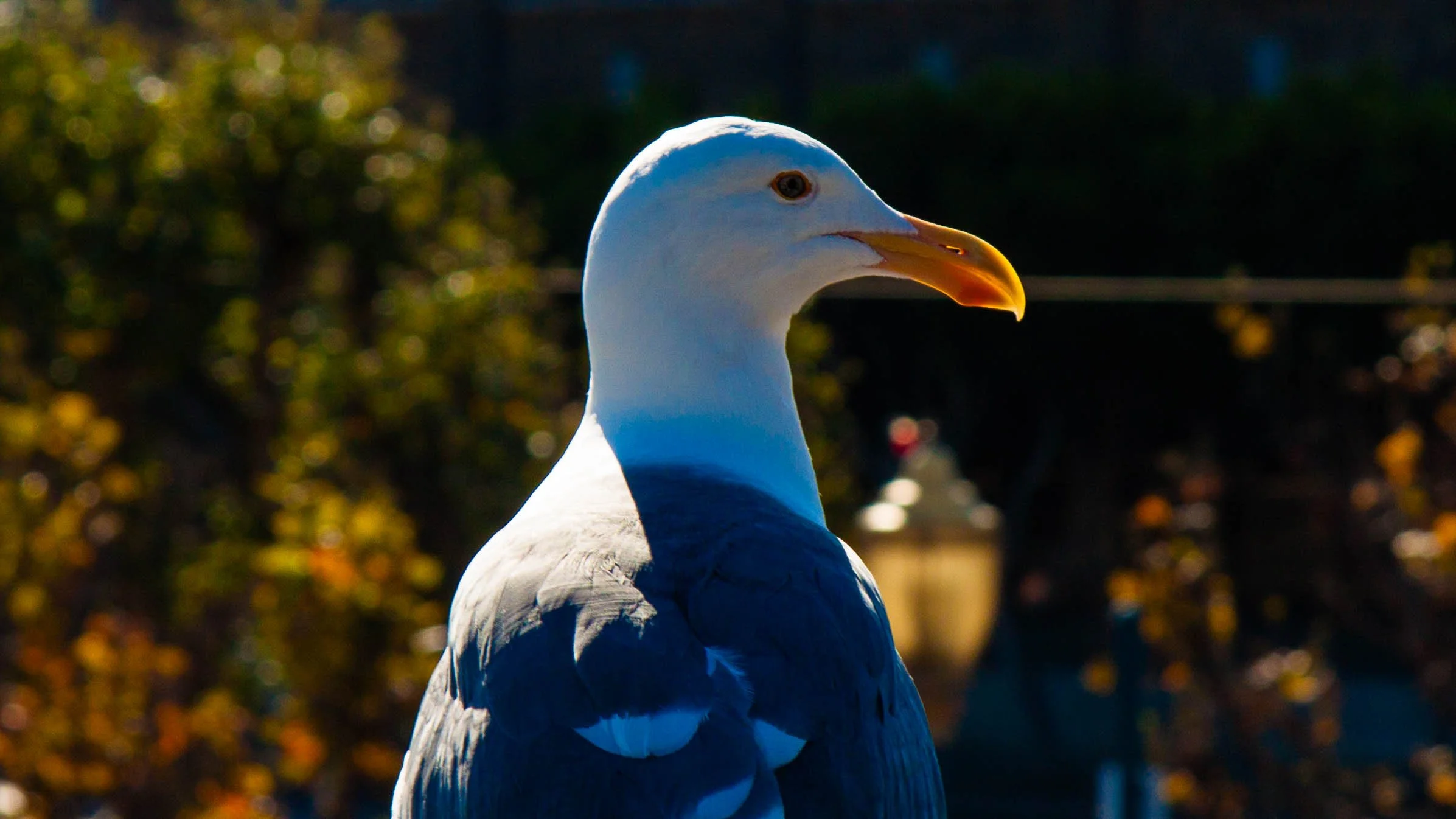 September 28, 2010: Western Gull by the Embarcadero in San Francisco.