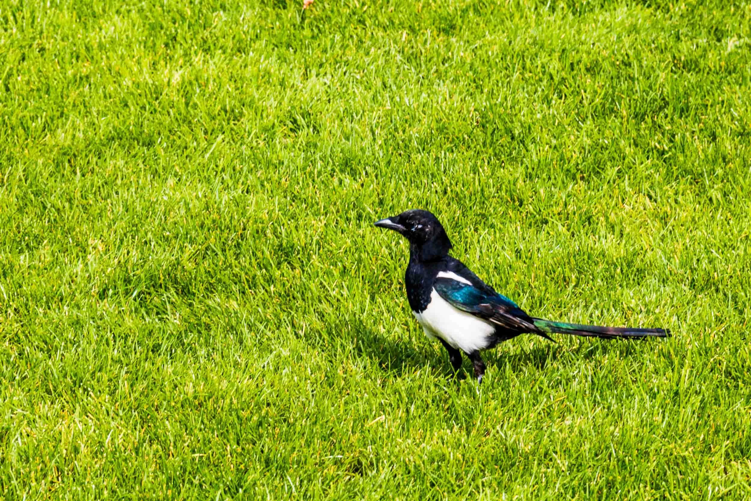 September 24, 2017 - London: Eurasian Magpie caught on the grounds of St. Paul's Cathedral.