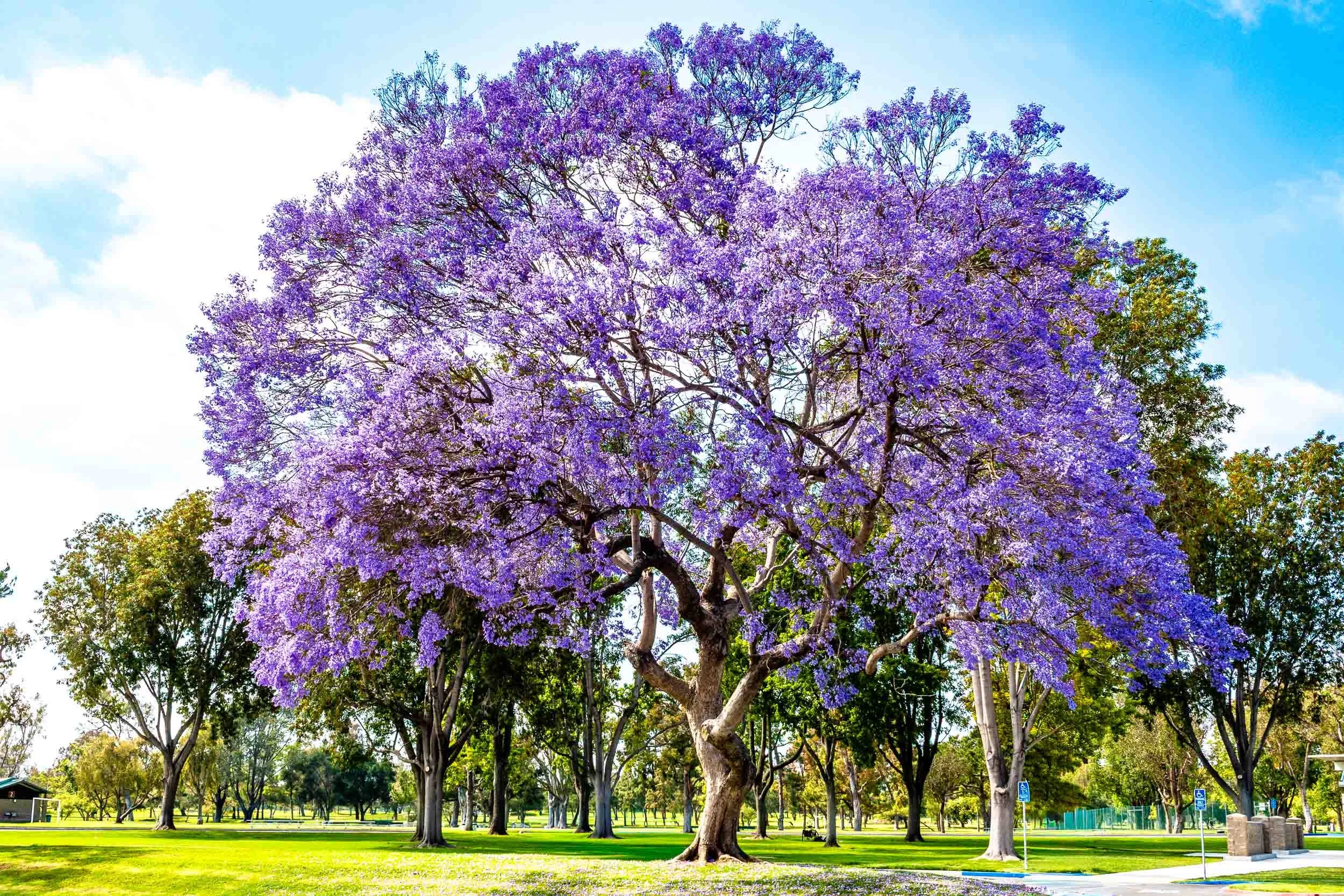 20190605-082024007029-IMG_8229-Fountain Valley-Jacaranda Tree in Mile Square Park-exb001.jpg