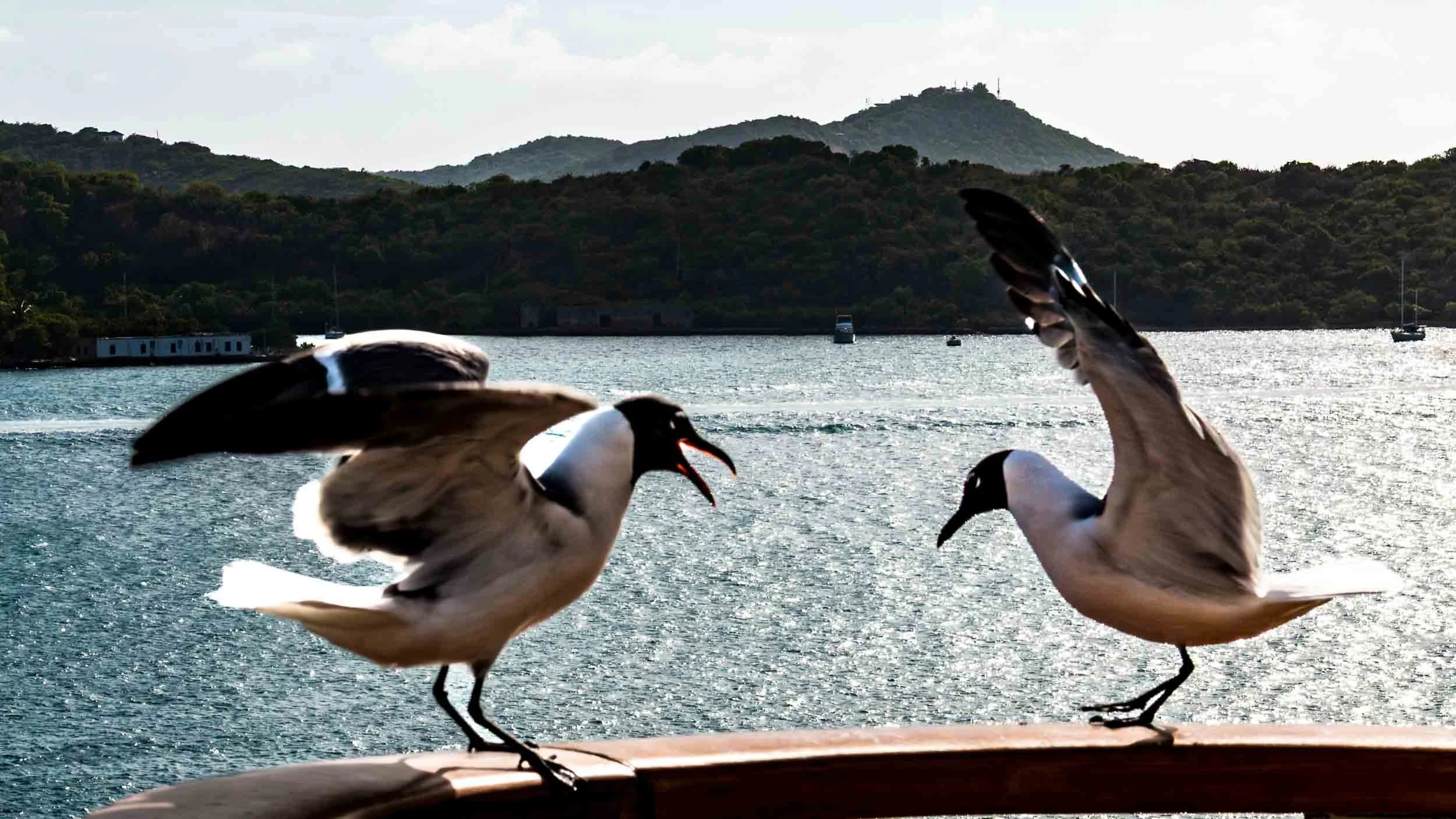 May 8, 2017: Conflict with Laughing Gulls.