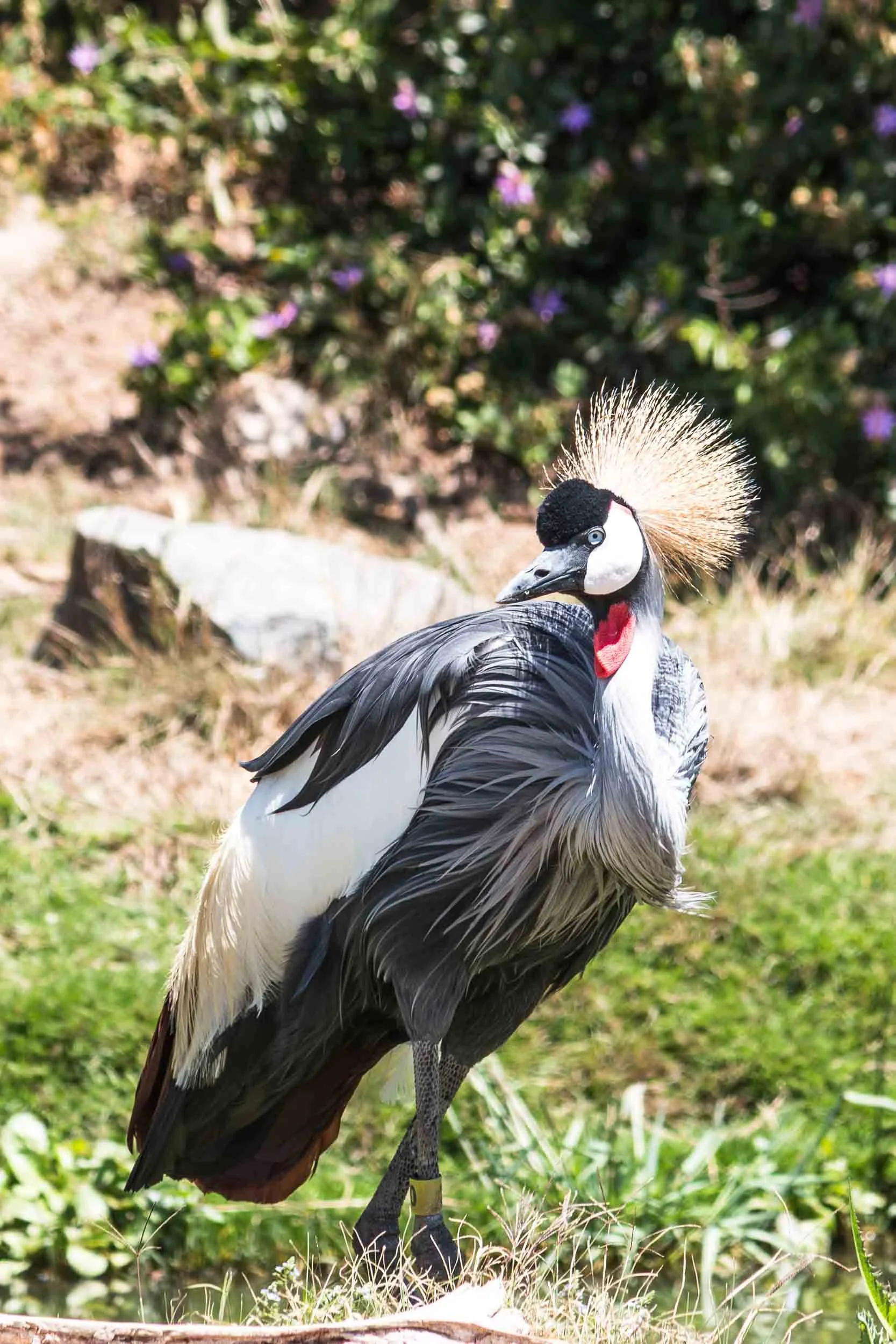 May 4, 2018, San Diego Zoo: West African Black Crowned-Crane.
