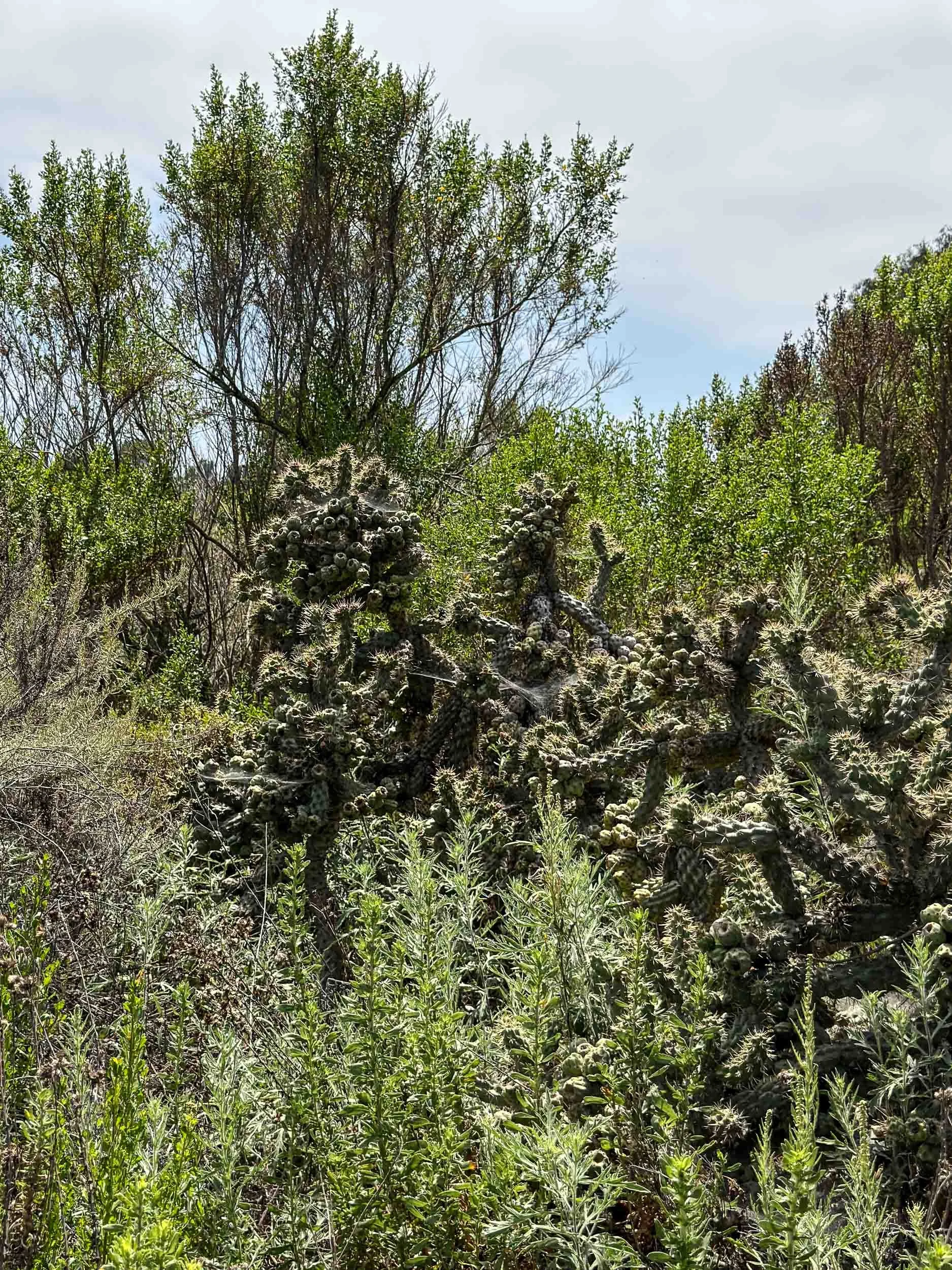 Coast Cholla is the cactus plant seen in the photo. The large leafy tree in the background is a Lurel Sumac. The foreground plants include California Sagebush.