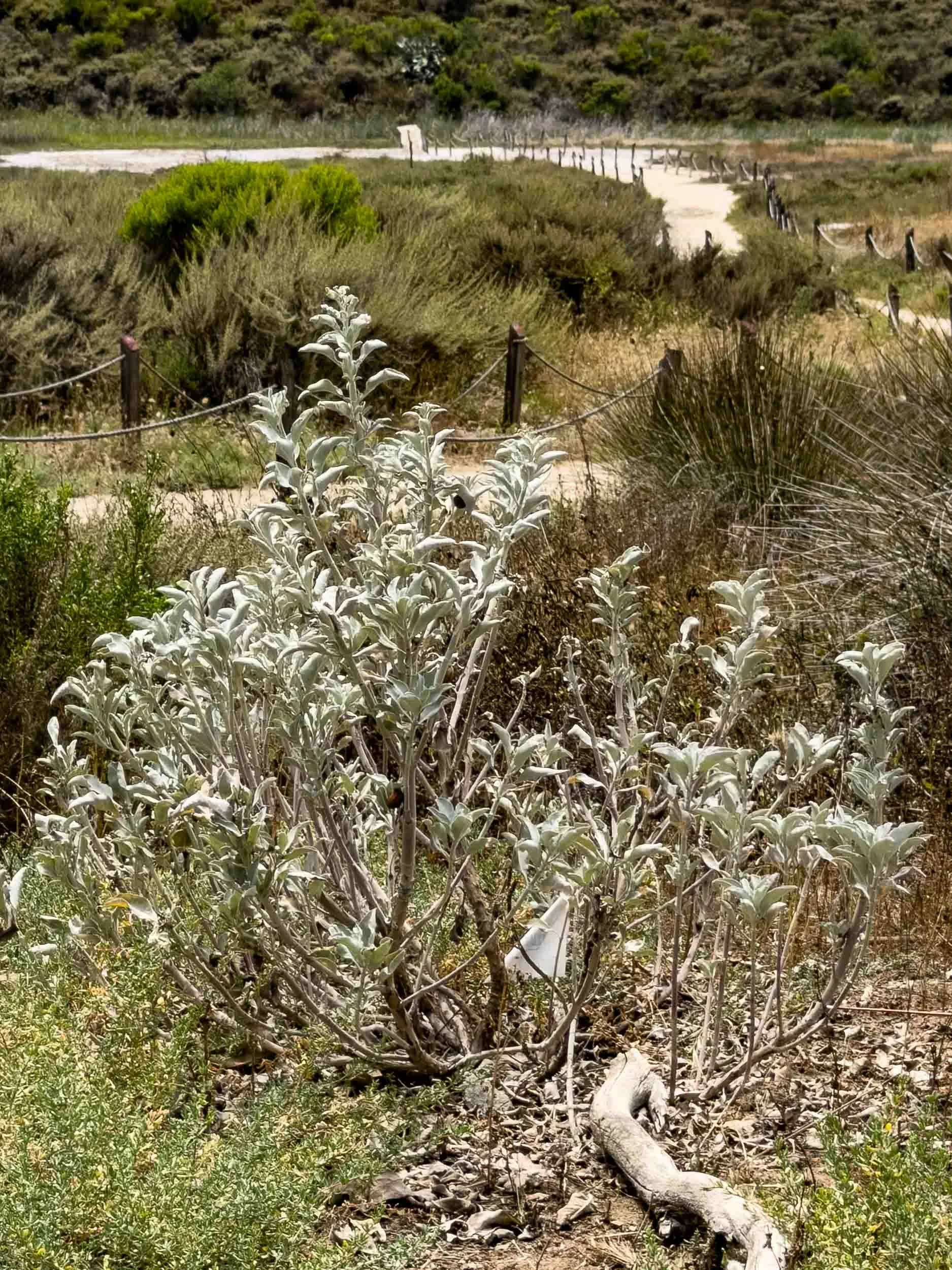 White Sage. A hallmark of the coastal sage scrub in Southern California.