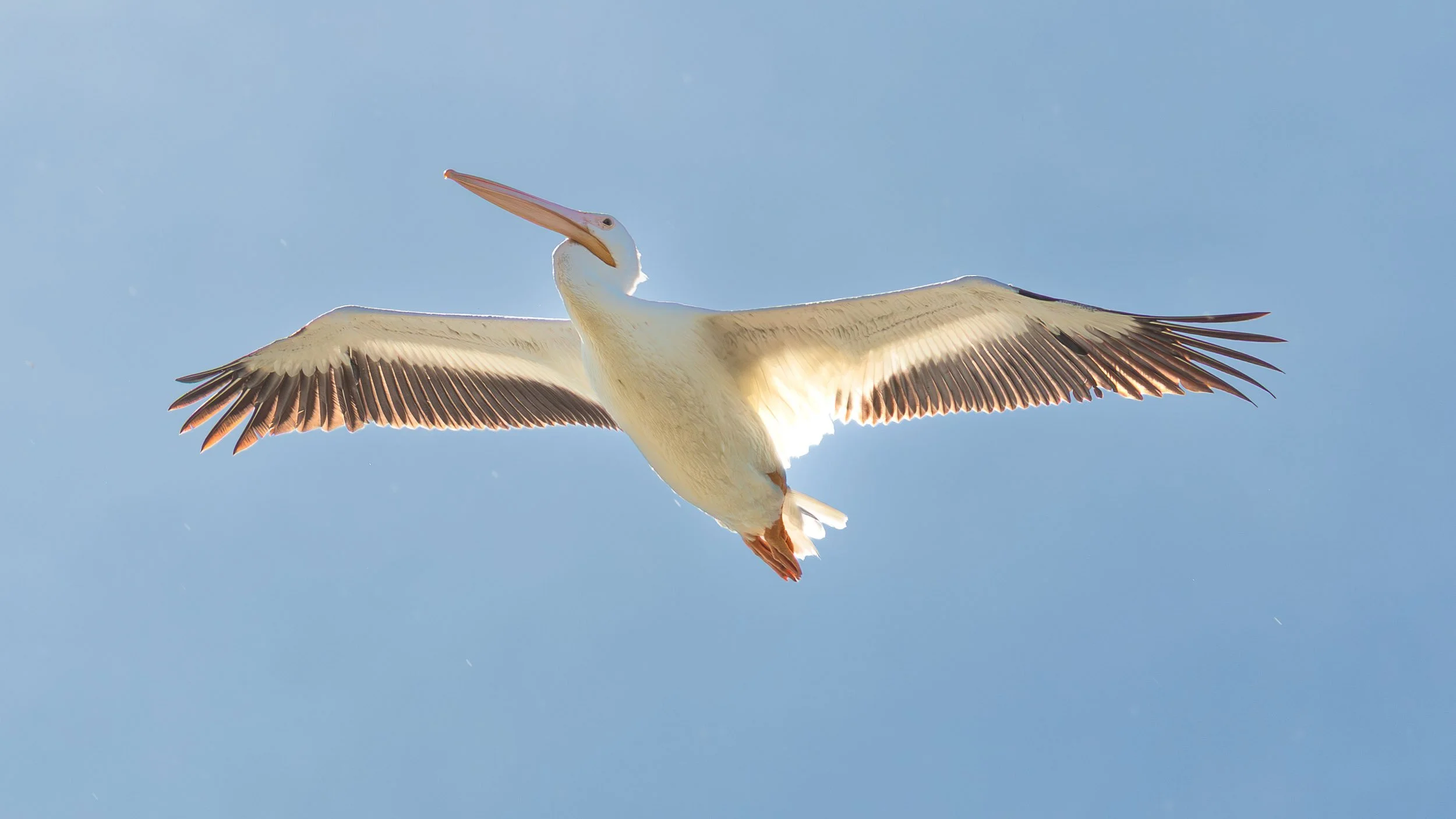 May 11, 2025 - Irvine, California: American White Pelican at San Joaquin Wildlife Reserve.