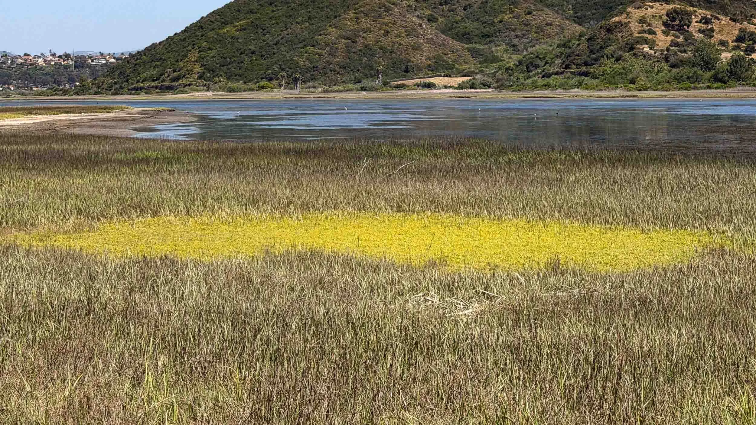 The bright green patch is possibly Pickleweed.