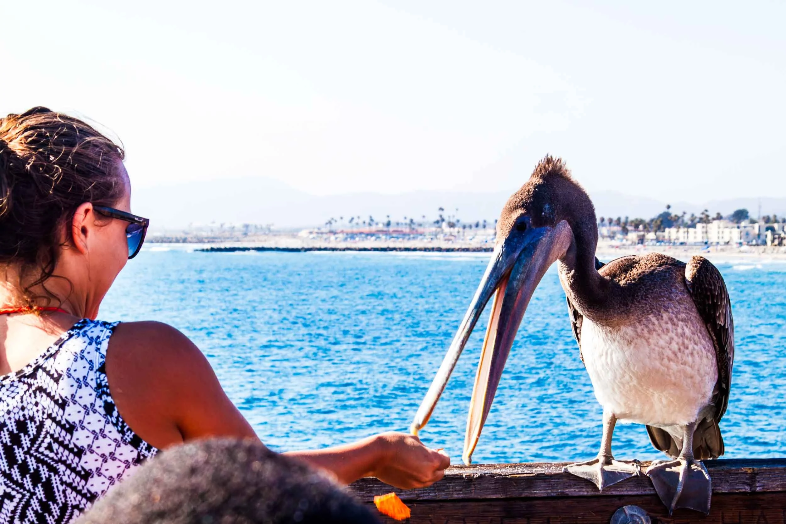 August 11, 2013: Visitor feeding the Pelican in Oceanside - it did not work.