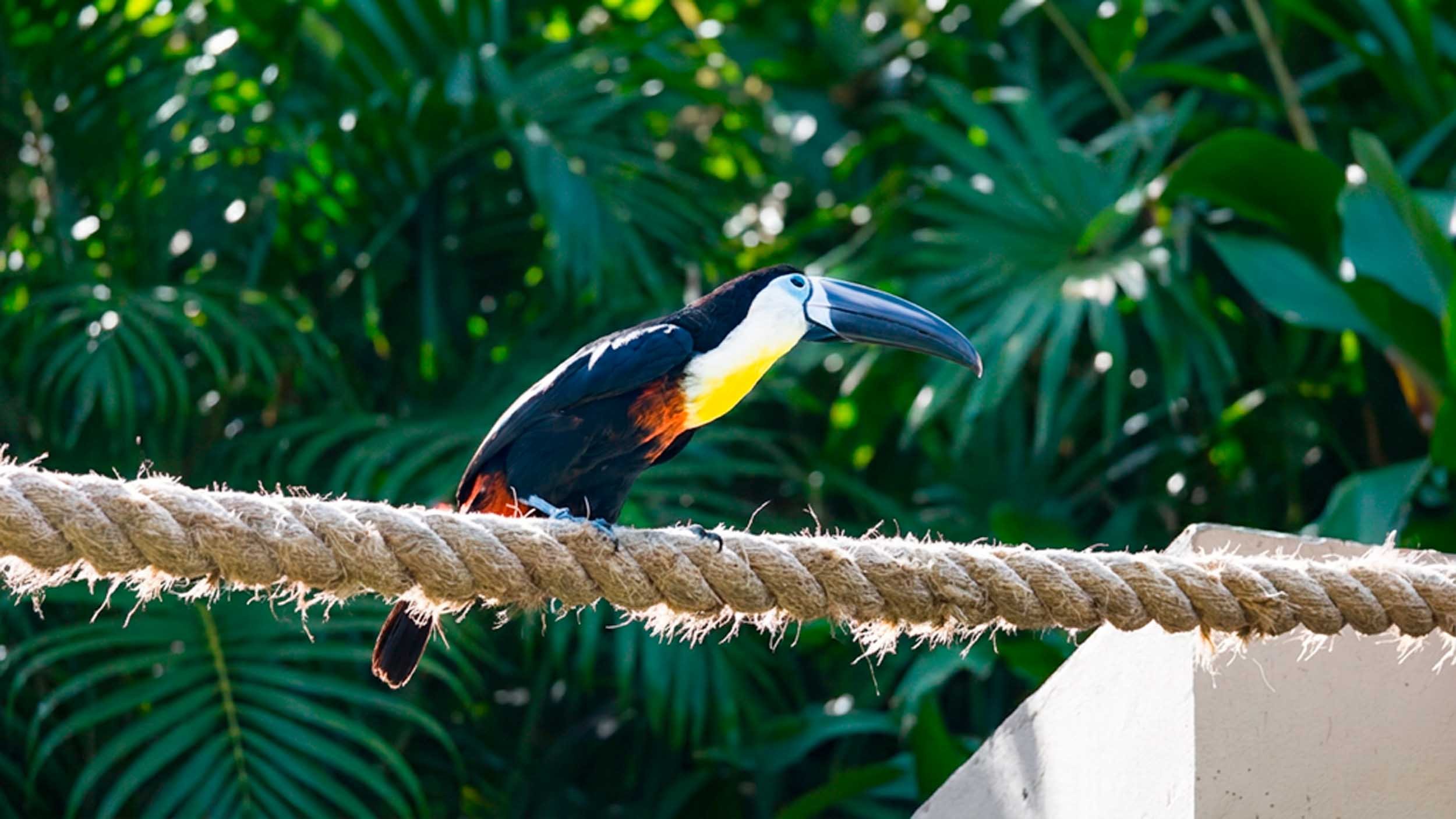 August 18, 2008 - Barbados: Channel-billed Toucan