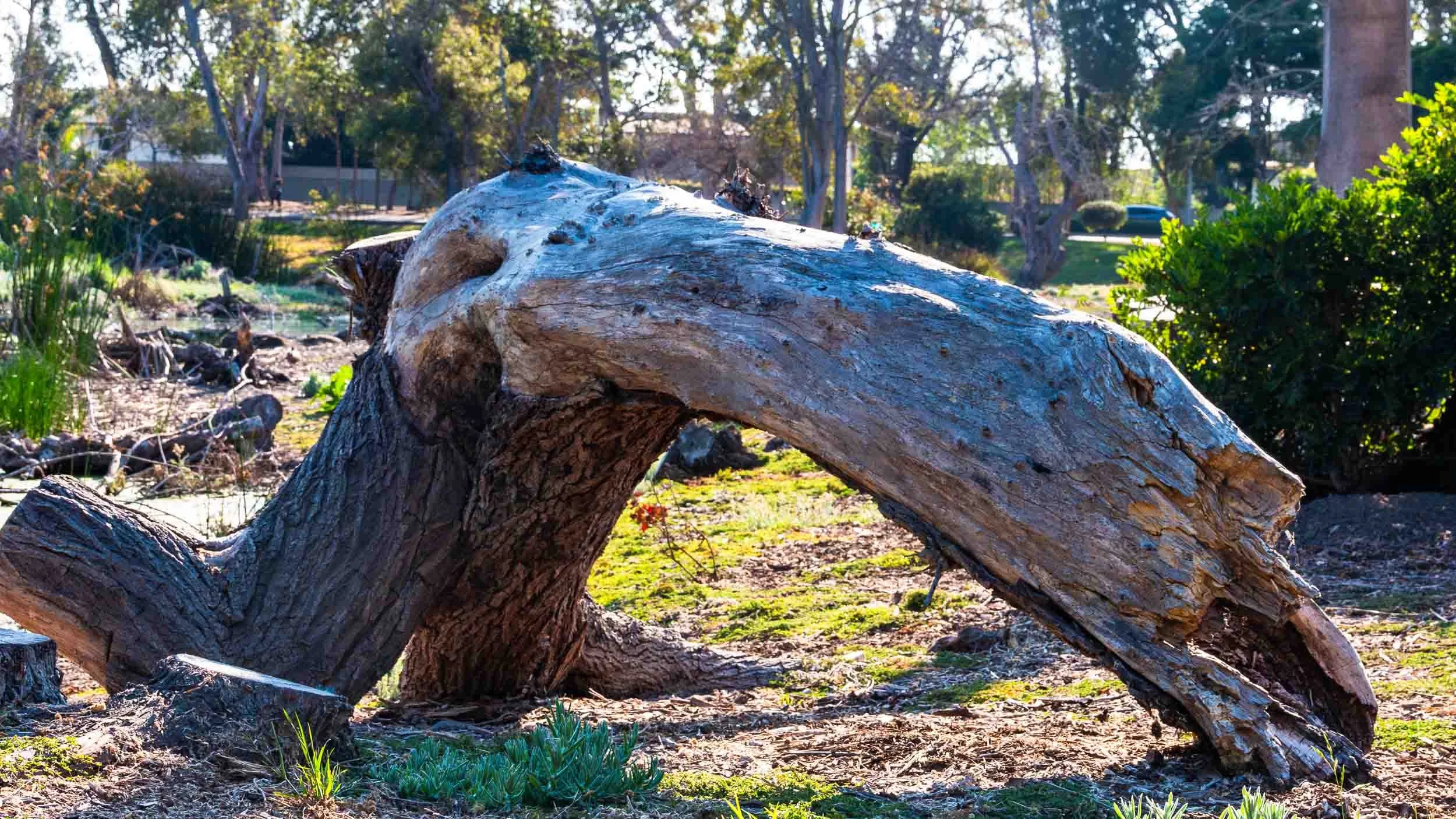 July 5, 2024: Huntington Central Park Dinosaur - nature's artistry hiding in plain sight.