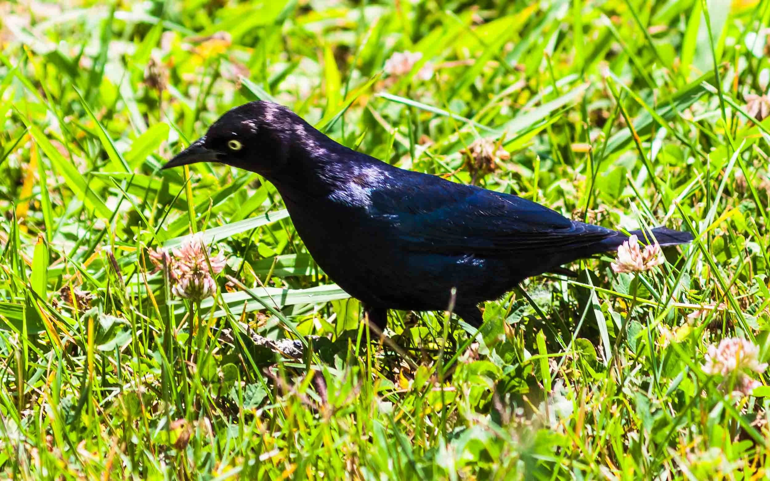 May 30, 2010 - Sacramento: Brewer's Blackbird