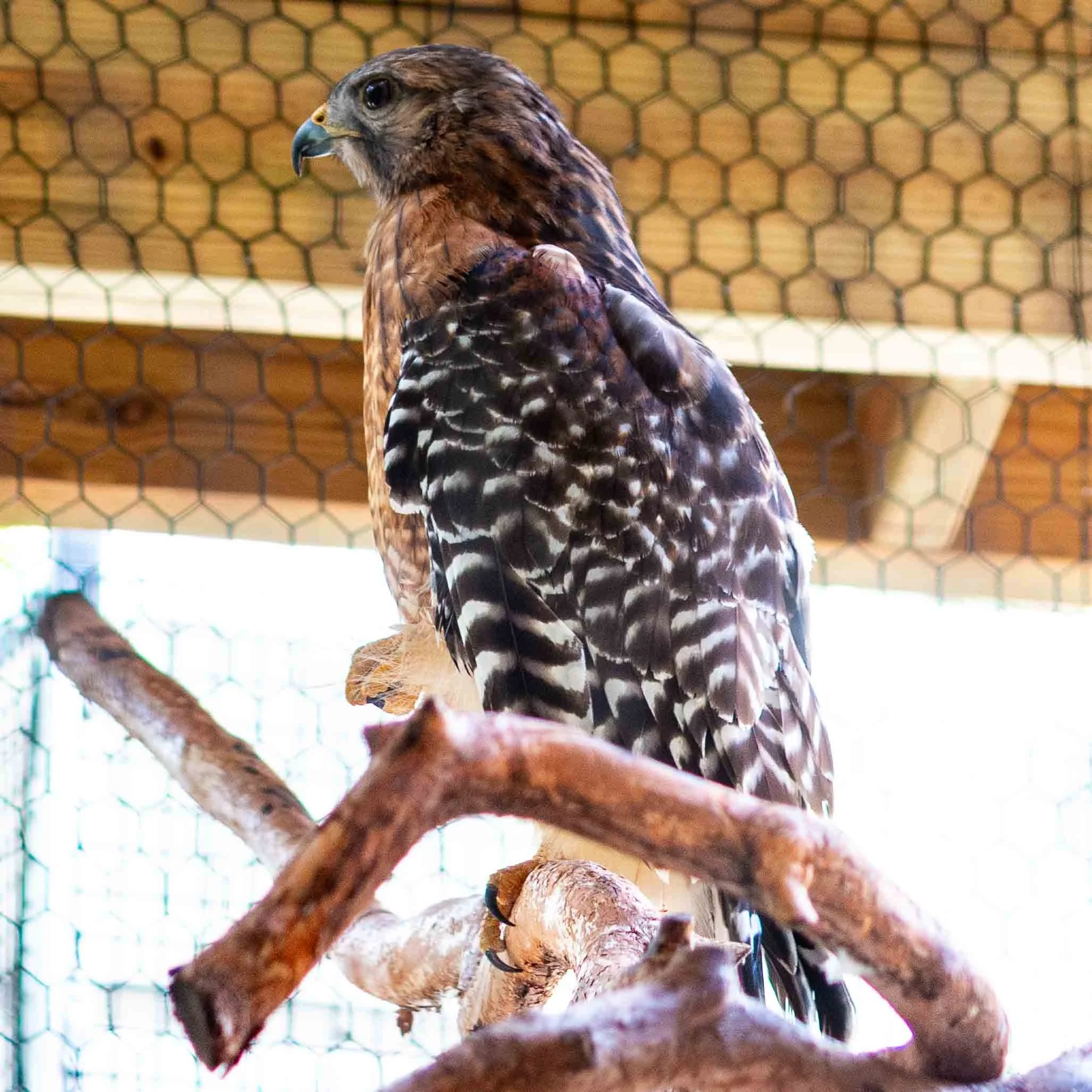 November 14, 2022 - Davie, Florida: Red-shouldered Hawk.