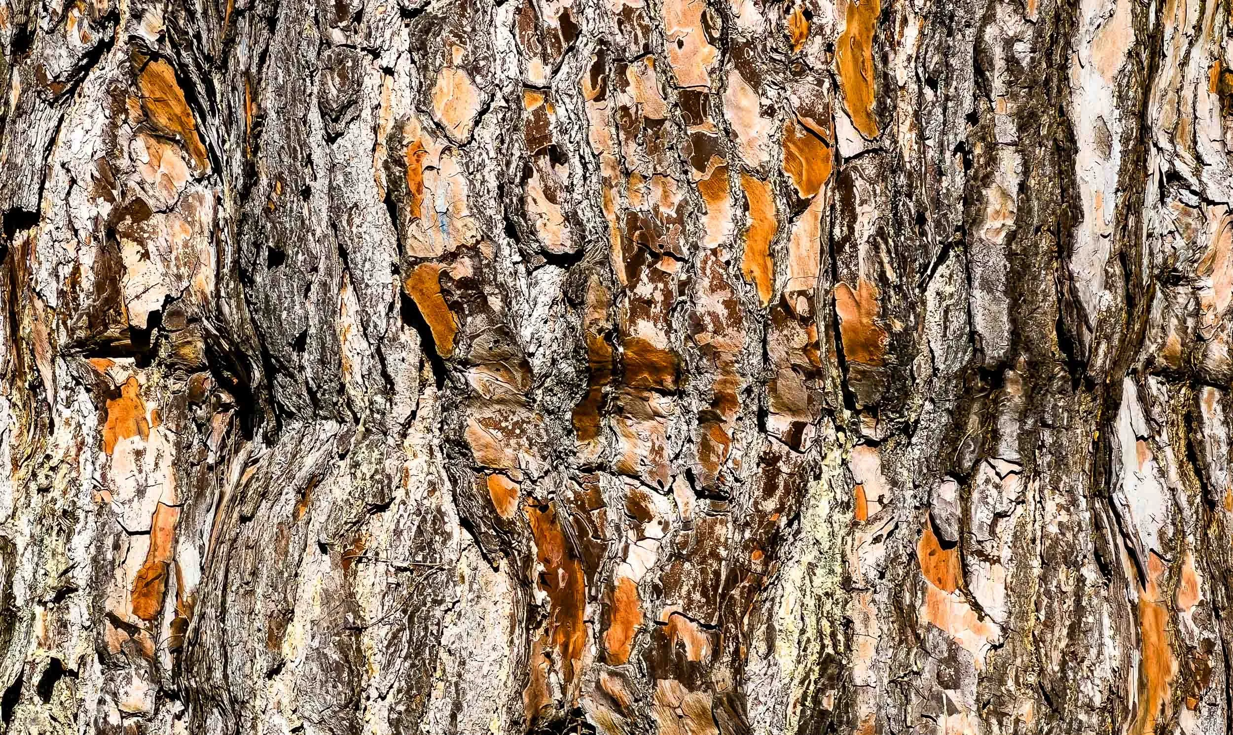 January 21, 2023: Tree-bark artistry