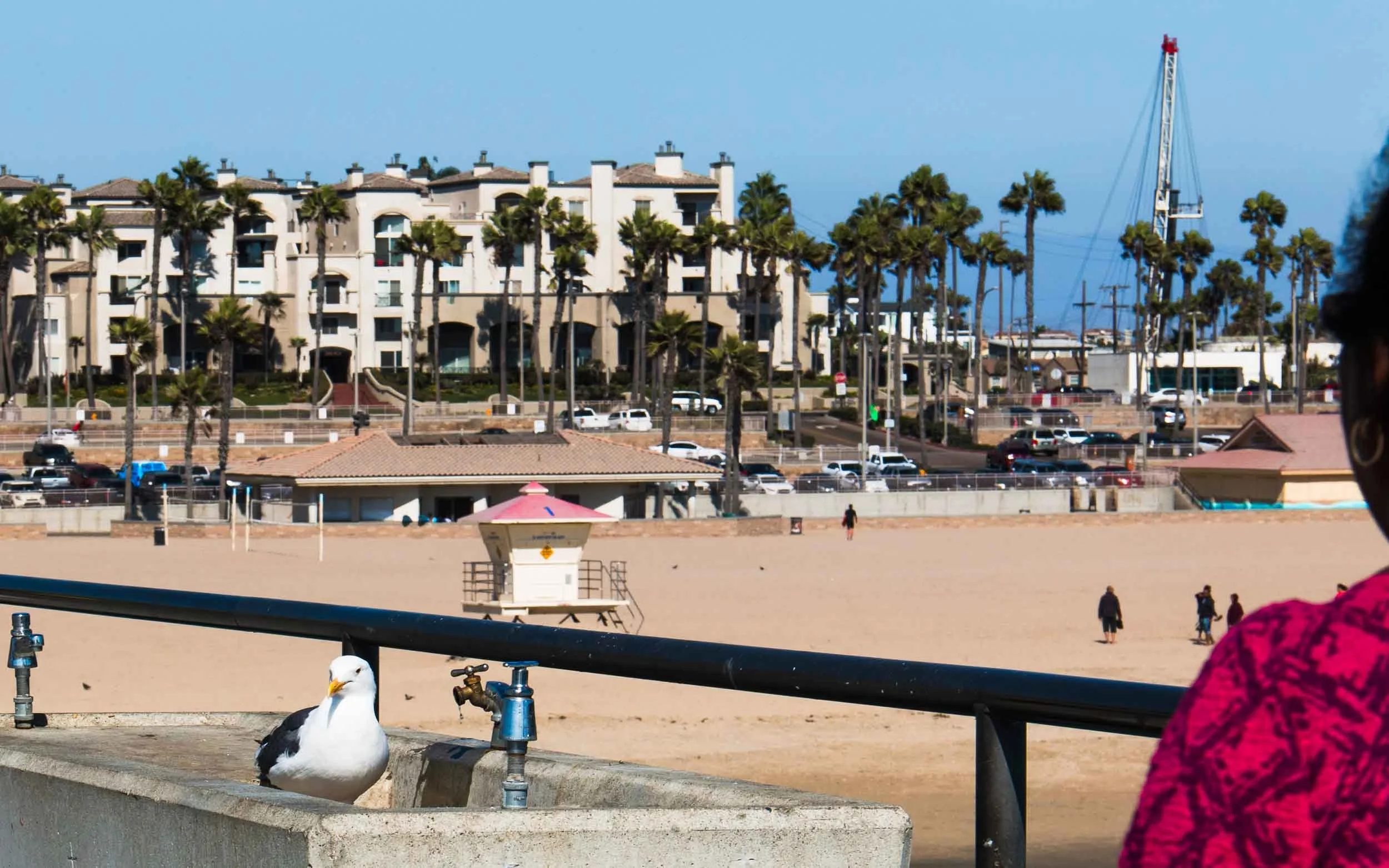 201609141517-IMG_8109-Huntington Beach-Gull relaxes.jpg