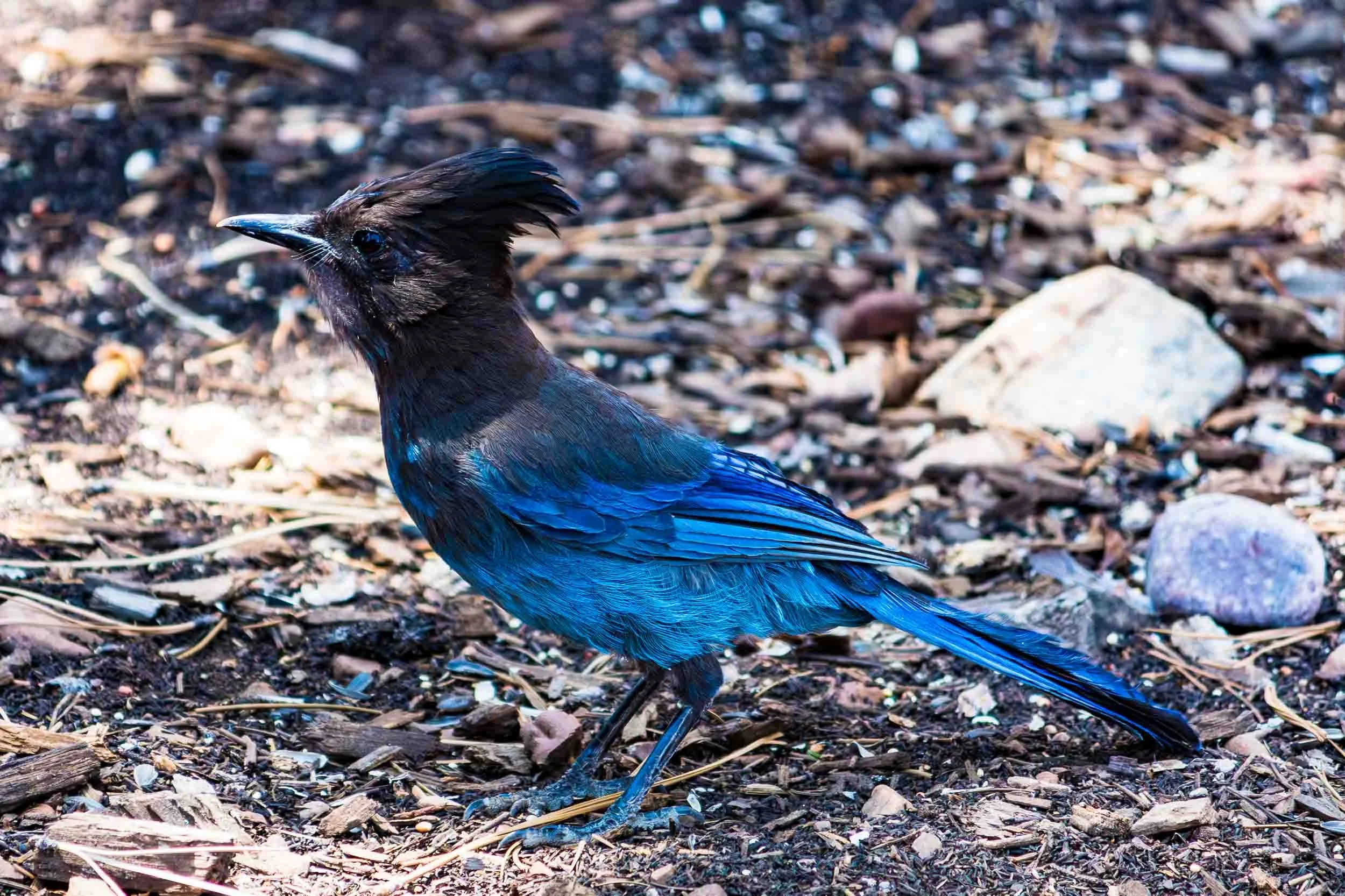 July 4, 2018: Steller's Jay spotted in Big Bear.