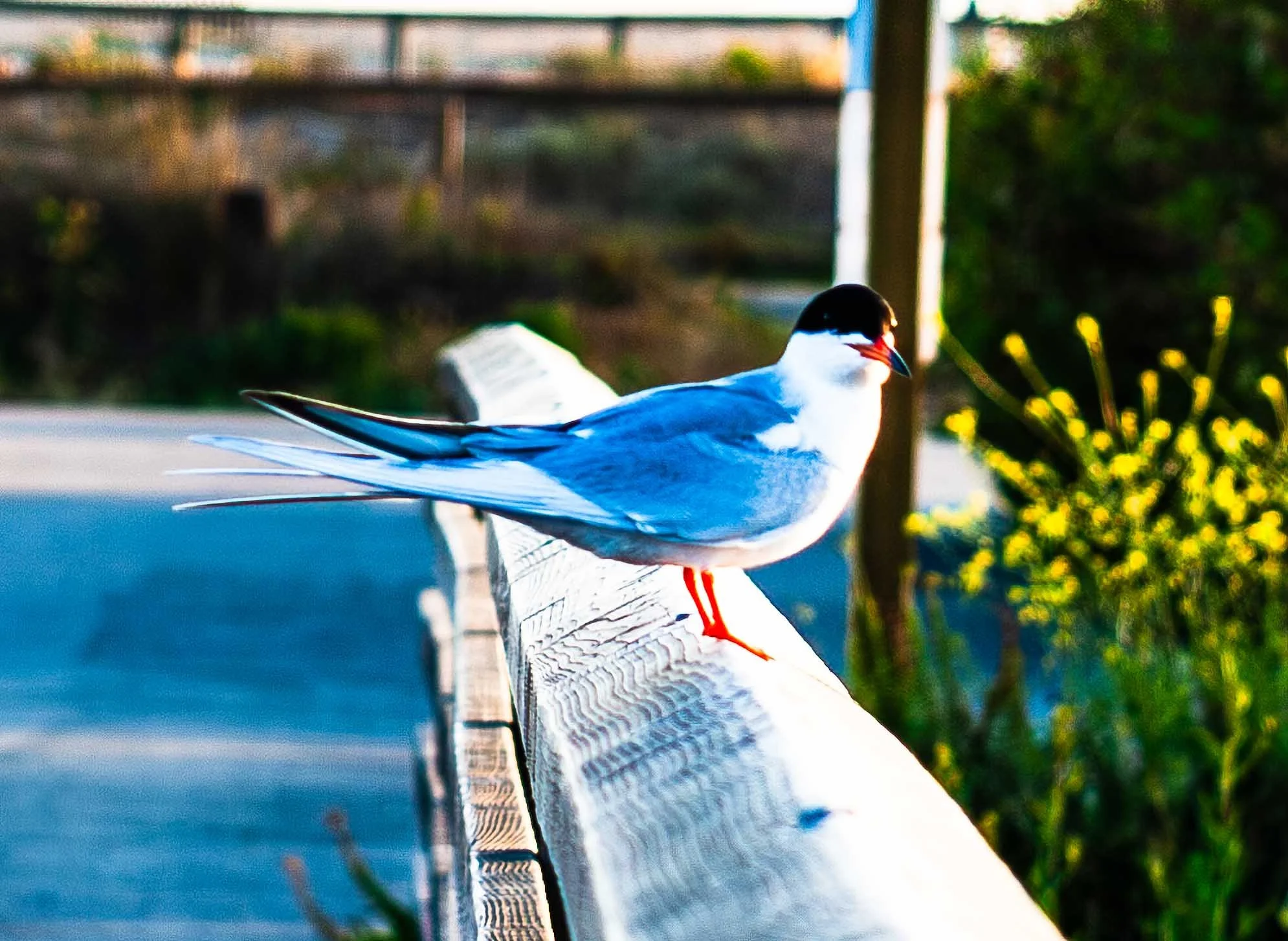 April 26, 2009: The Common Turn. Bolsa Chica Reserve, Huntington Beach, California.