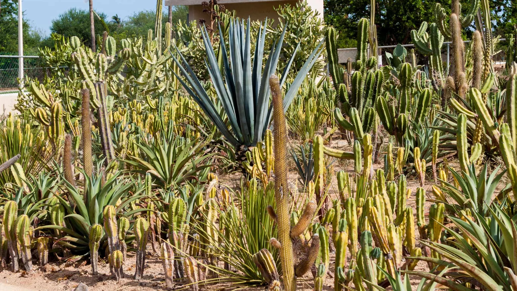 20110823-IMG_5514-Cabo San Lucas-Cacti Mundo Botanical.jpg