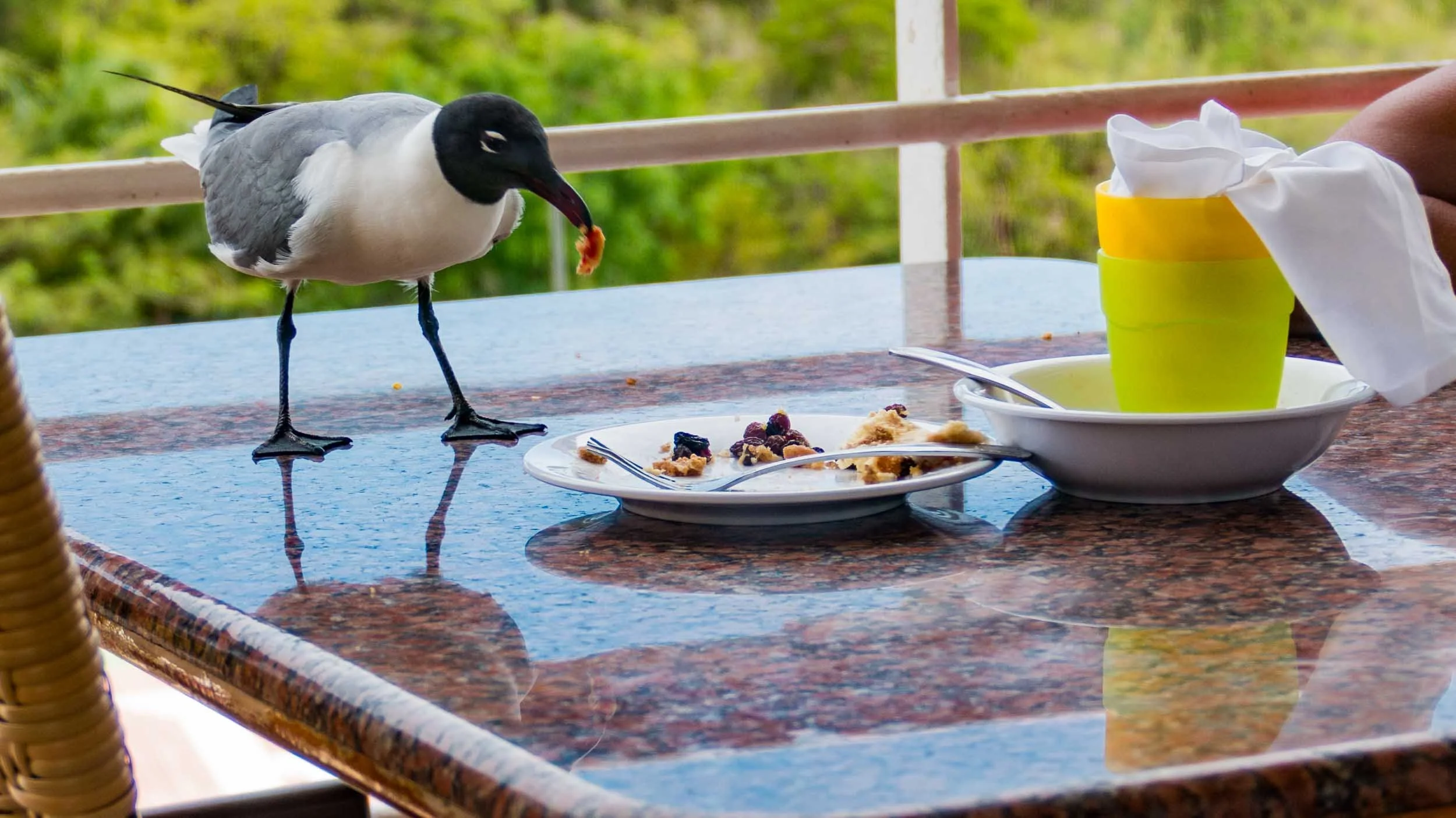 Laughing gull. The thief. May 8, 2017.