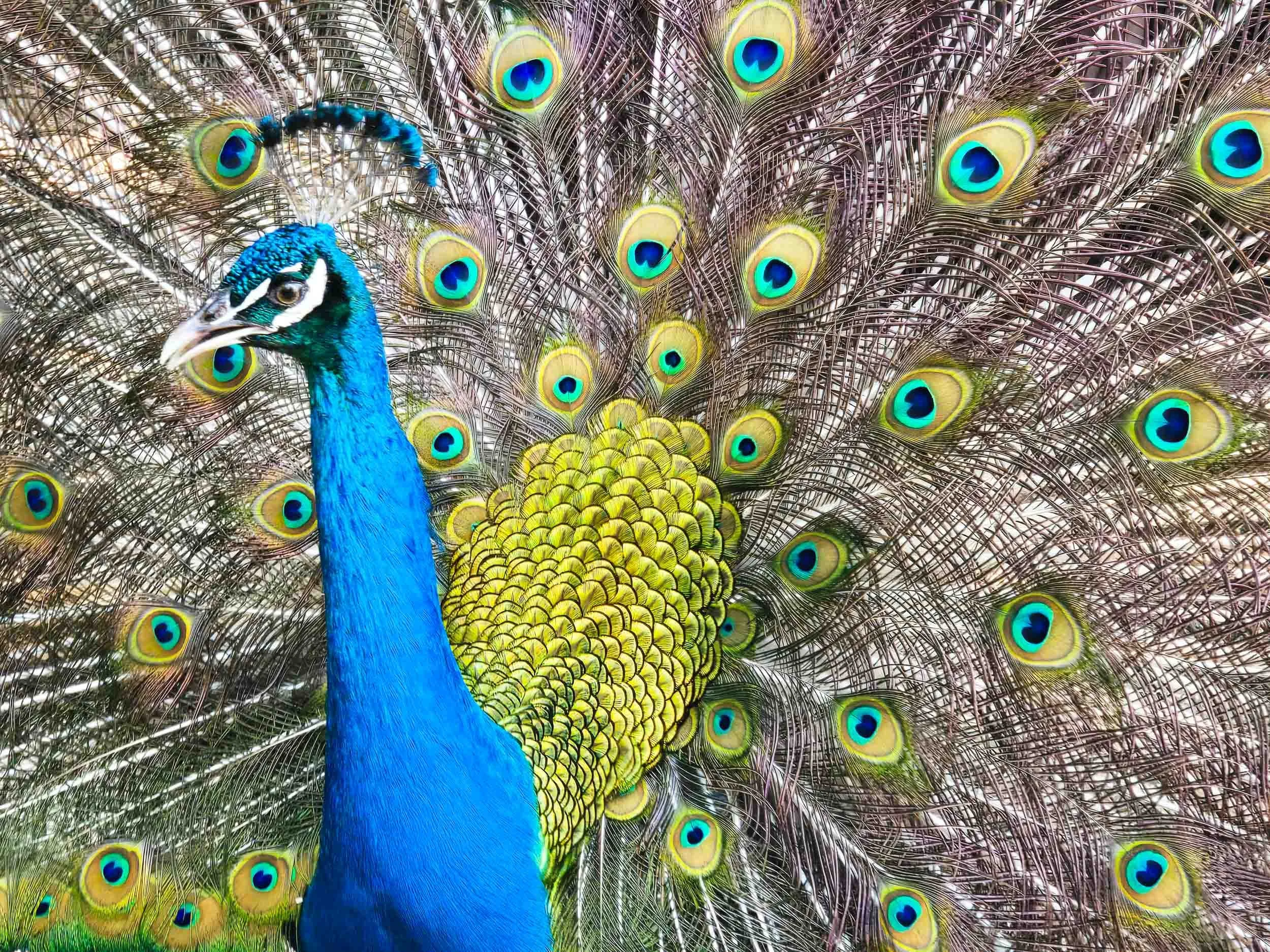 Indian Peafowl (Peacock)