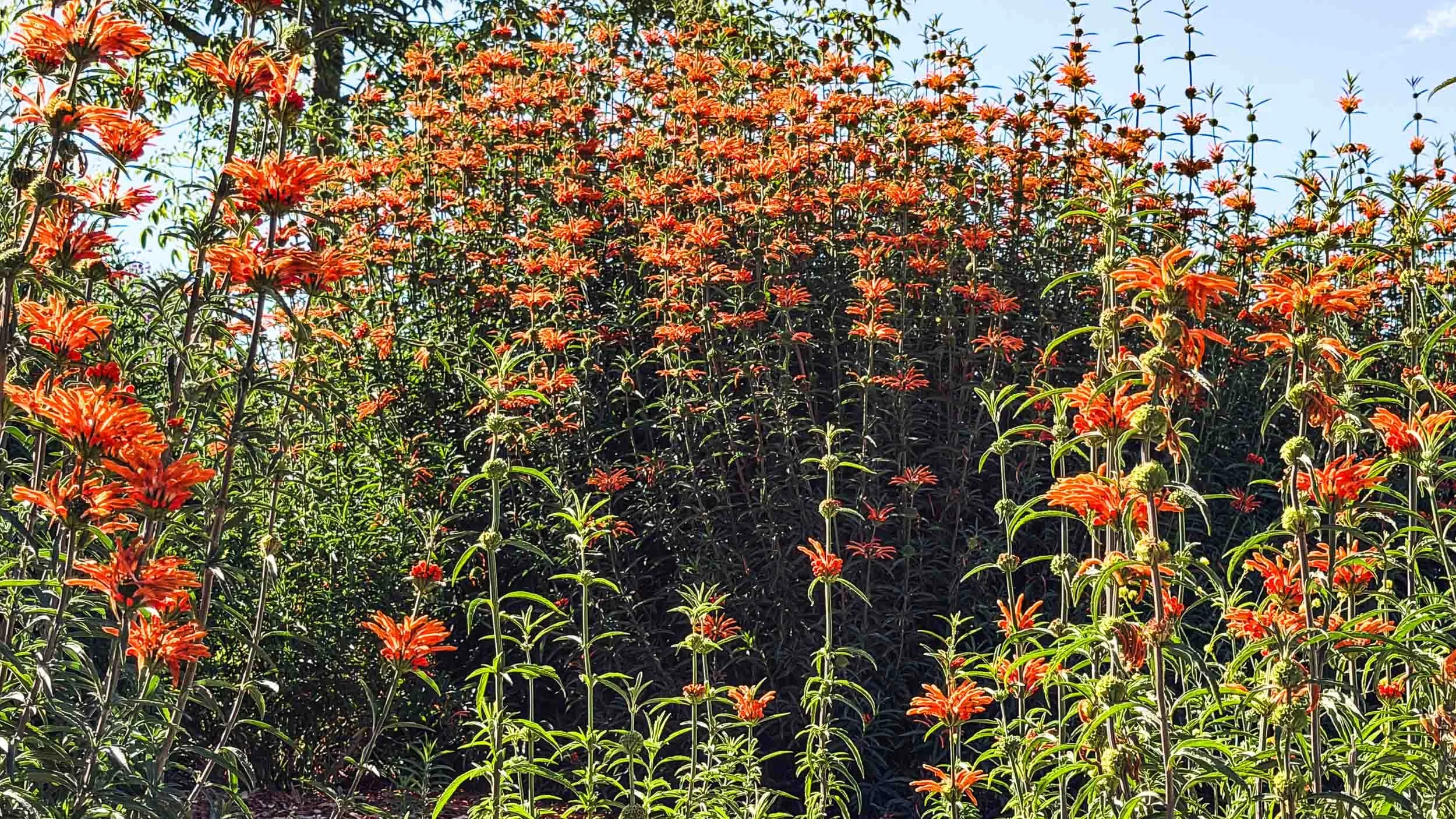 Leonotis leonurus, commonly known  as Lion's Tail or Wild Dagga.
