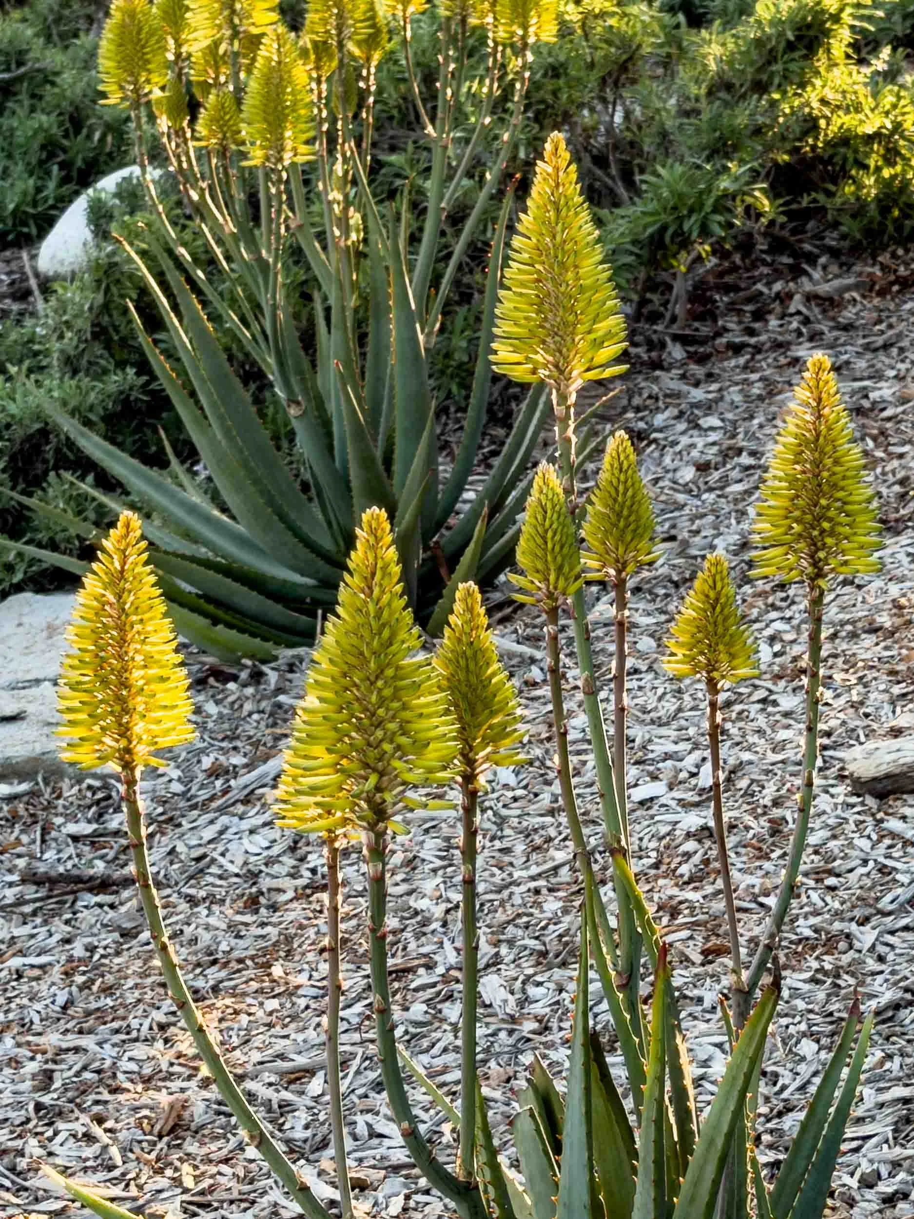 Aloe vera