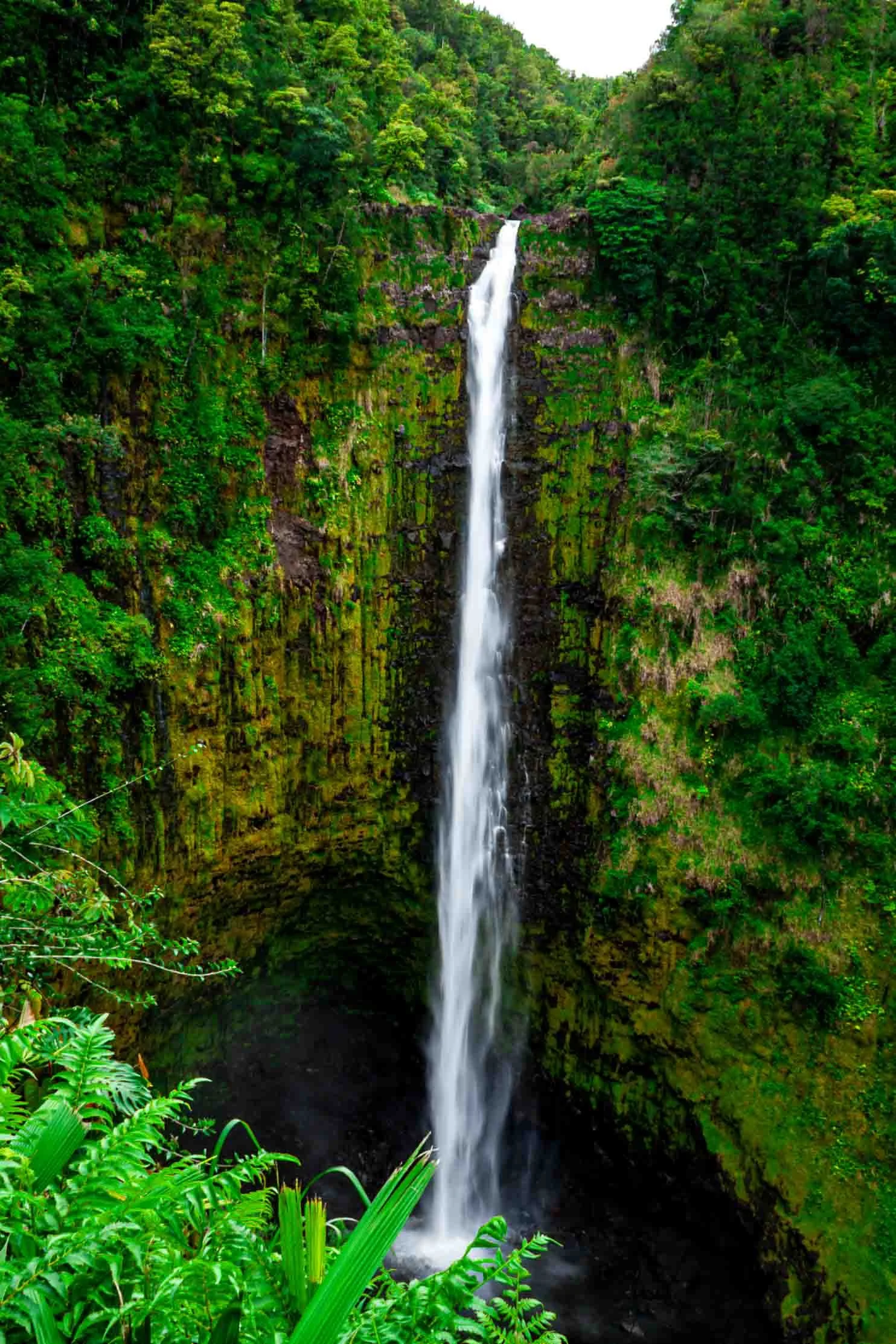20060718-IMG0518-Akaka Falls State Park-Big Island-exb001.jpg