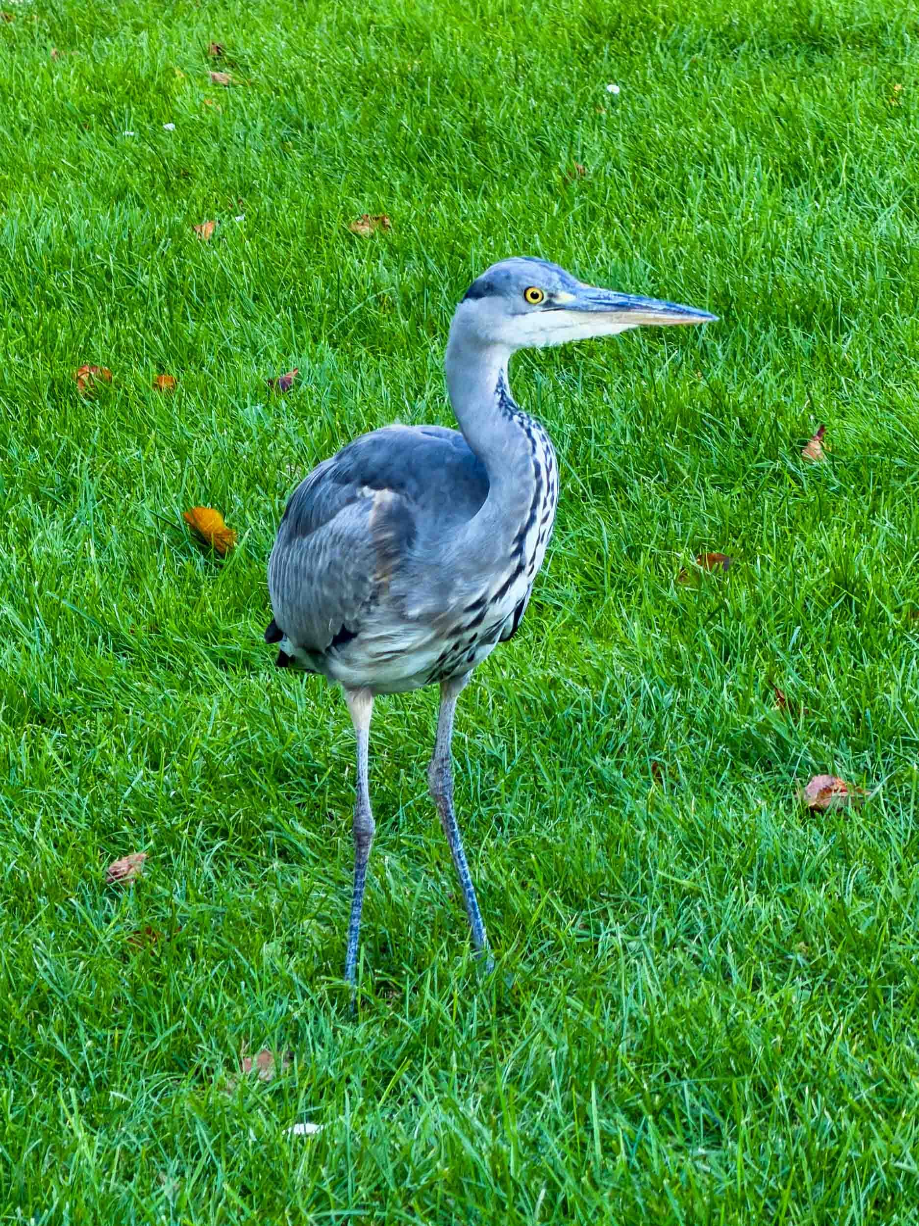 202610021639-IMG_3742-Amsterdam-Blue heron.jpg