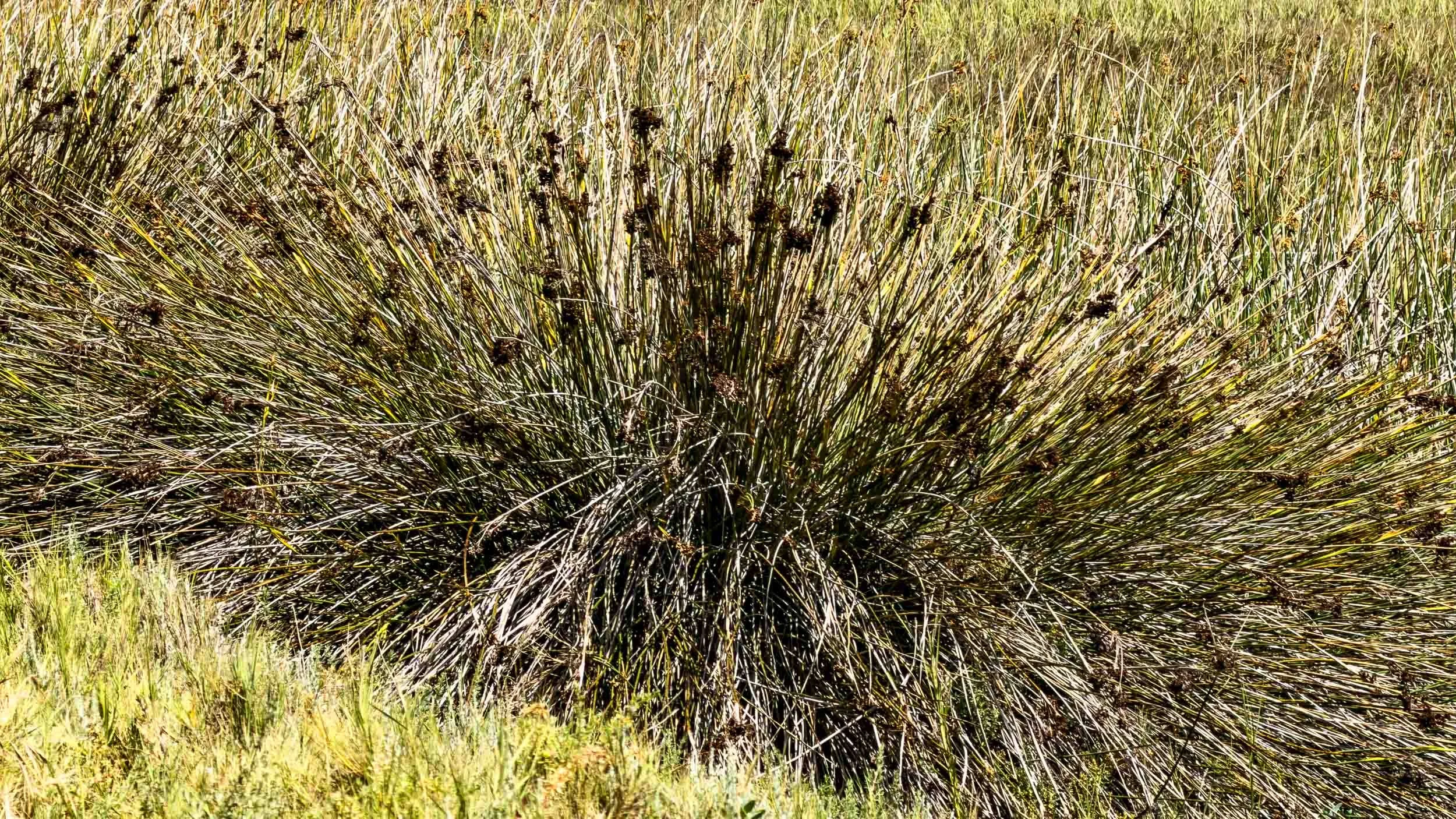 Spiny Rush.  It is commonly found in the upper salt marshes of Southern California. It grows in a dense hemispherical "tussock" or "hedge hog" shape, with stiff stems spreading out from a central base.
