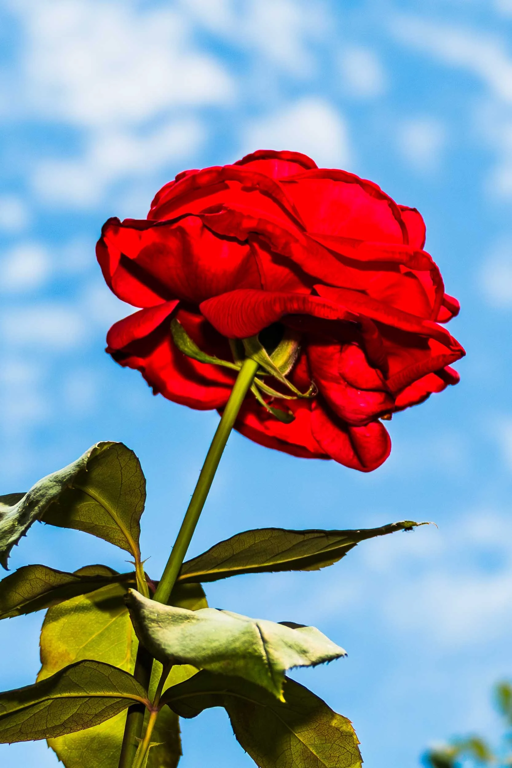 June 26, 2015 - Fountain Valley: A garden rose reaches for the sky.