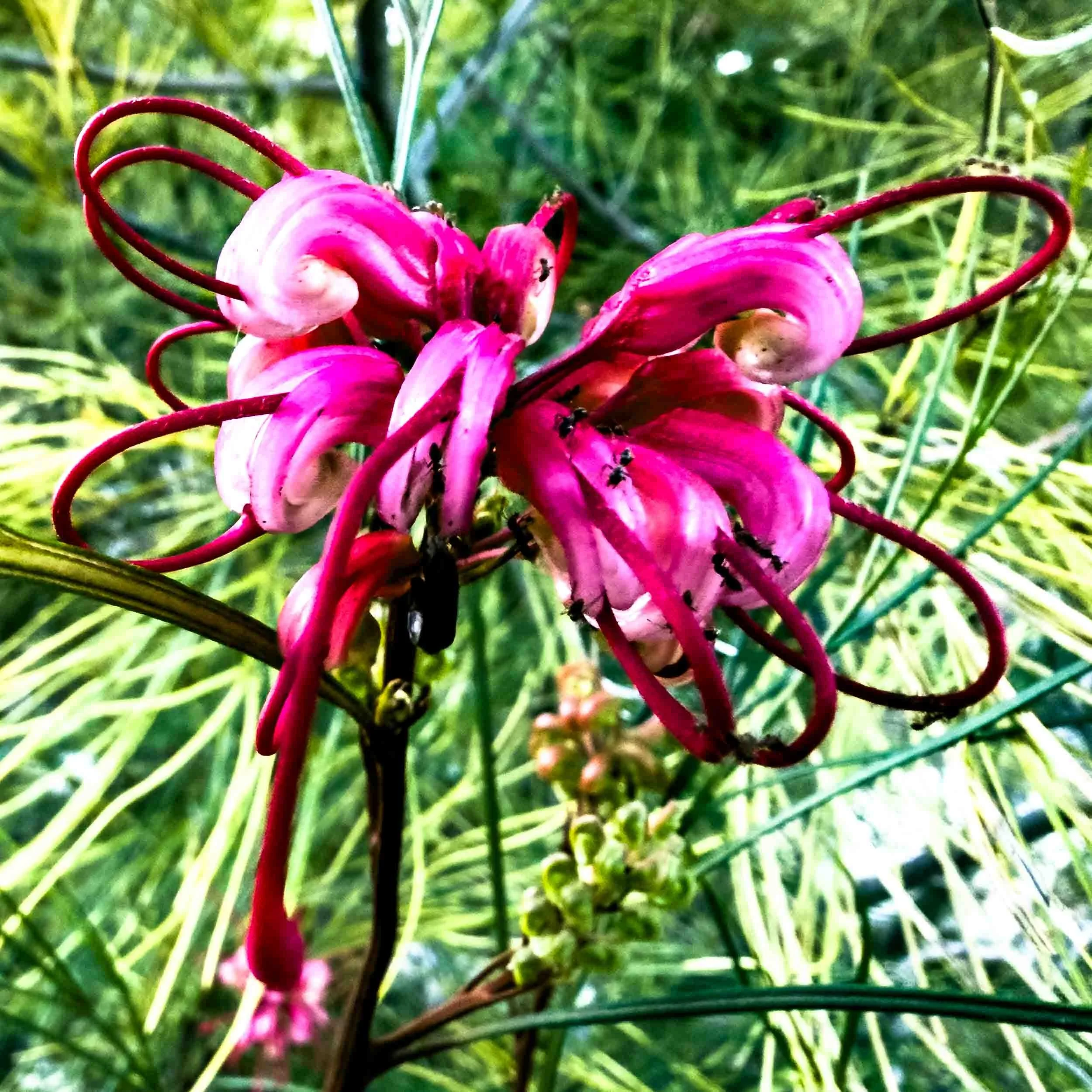 Grevillea