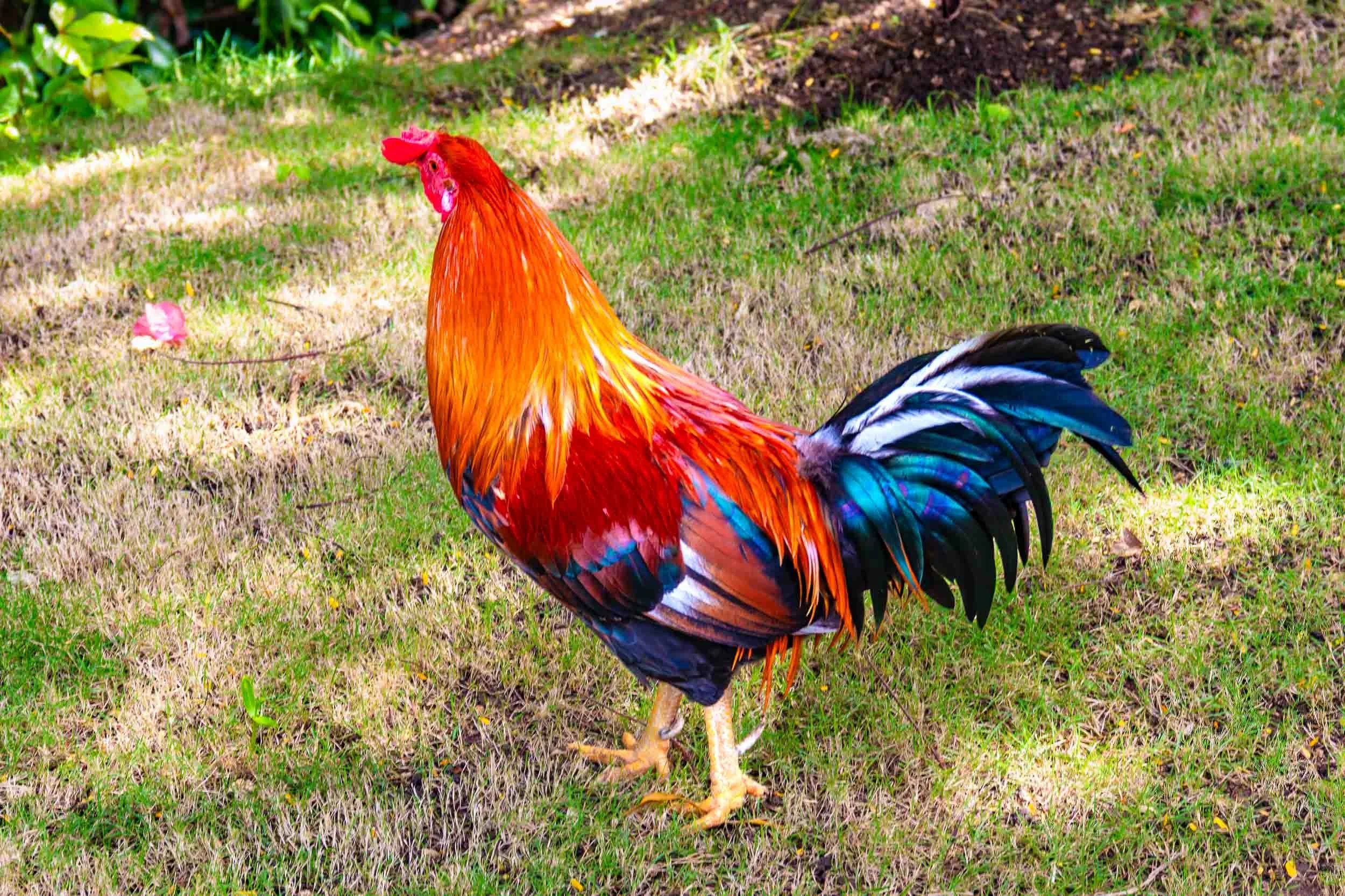 November 8, 2018 - Barbados: Black-breasted Red Rooster.