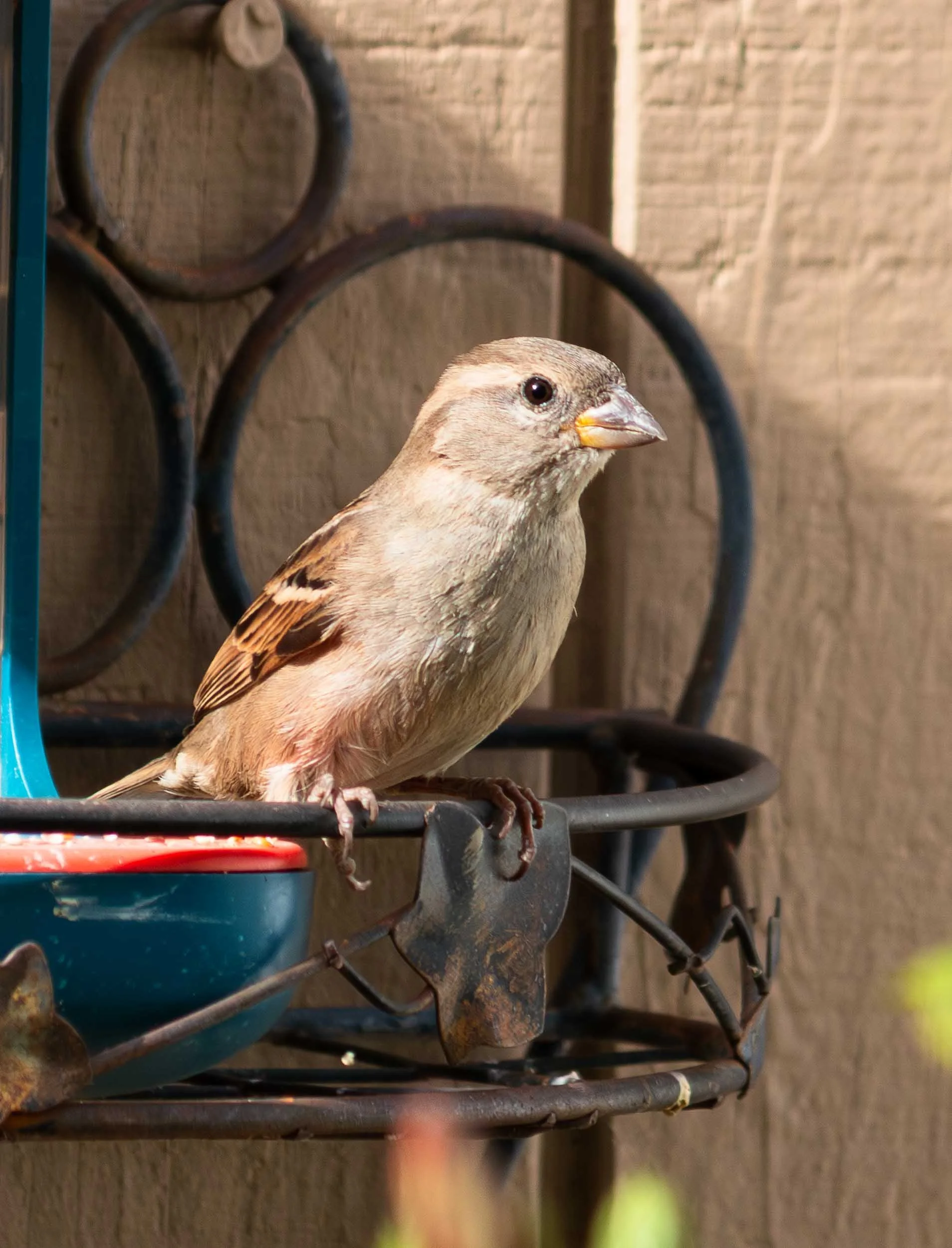 January 8, 2025 - Fountain Valley, California: Female House Sparrow.