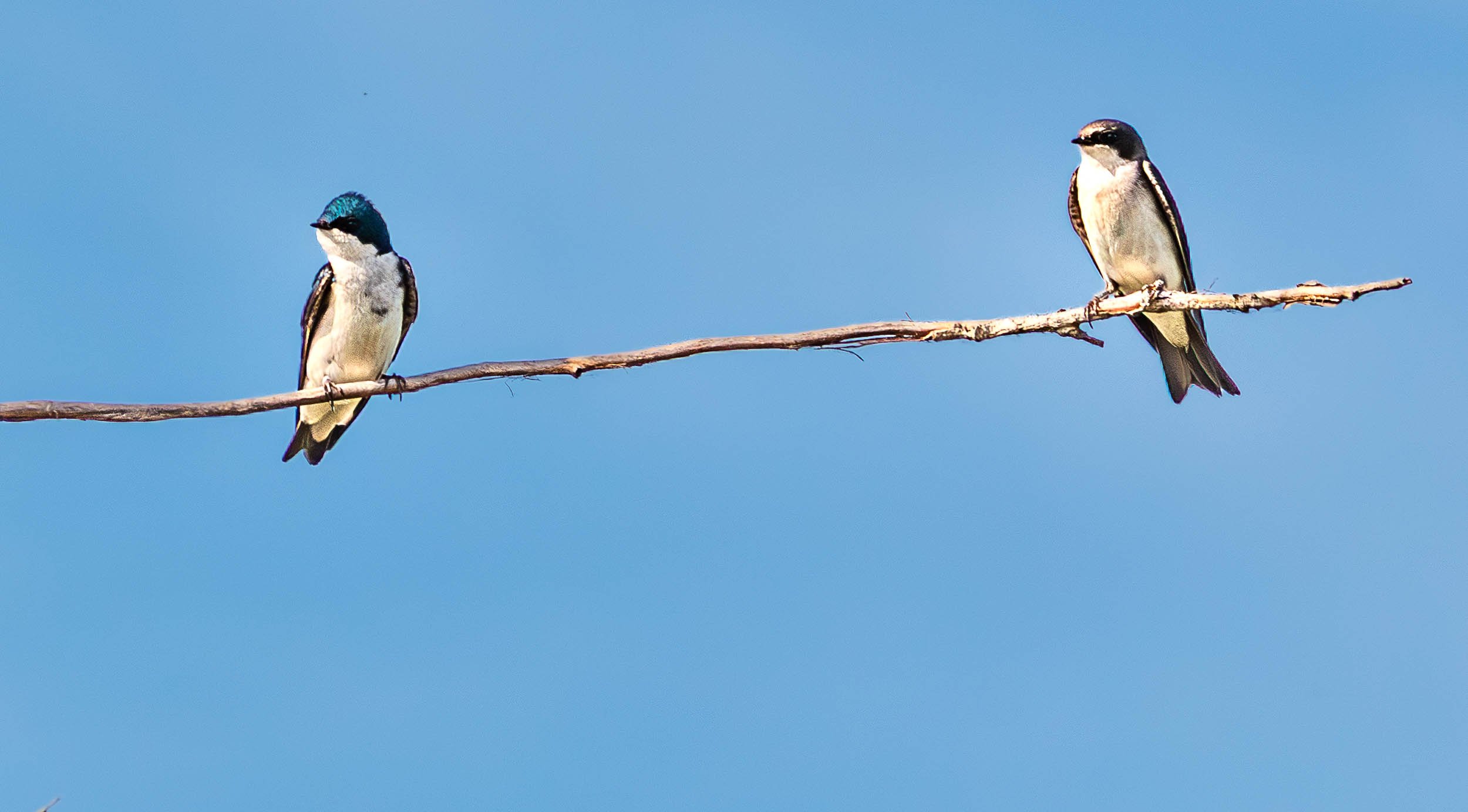 May 11, 2025 - Irvine, California: Two tree Swallows at San Joaquin Wildlife Reserve.