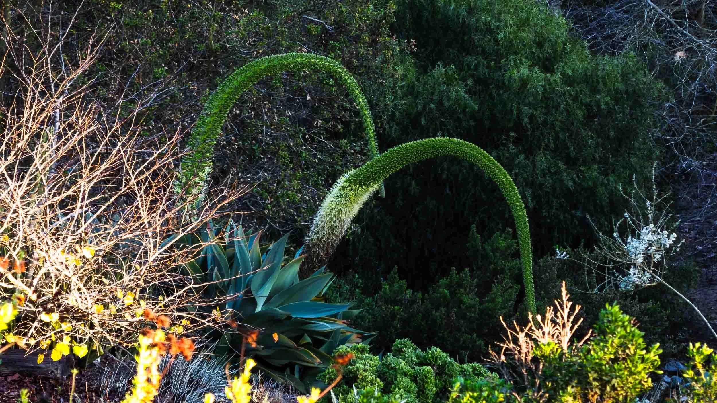Agave attenuata, commonly known as Foxtail Agave.