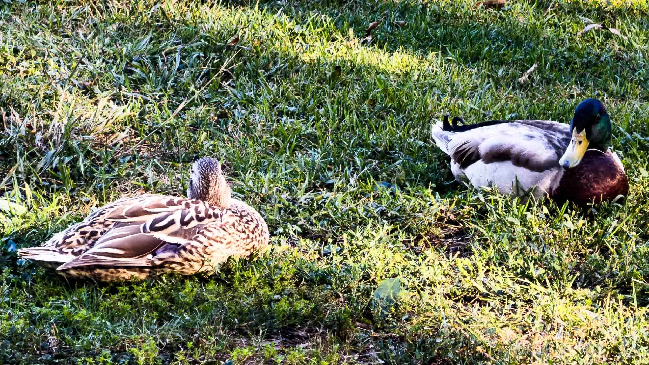Mallard ducks.