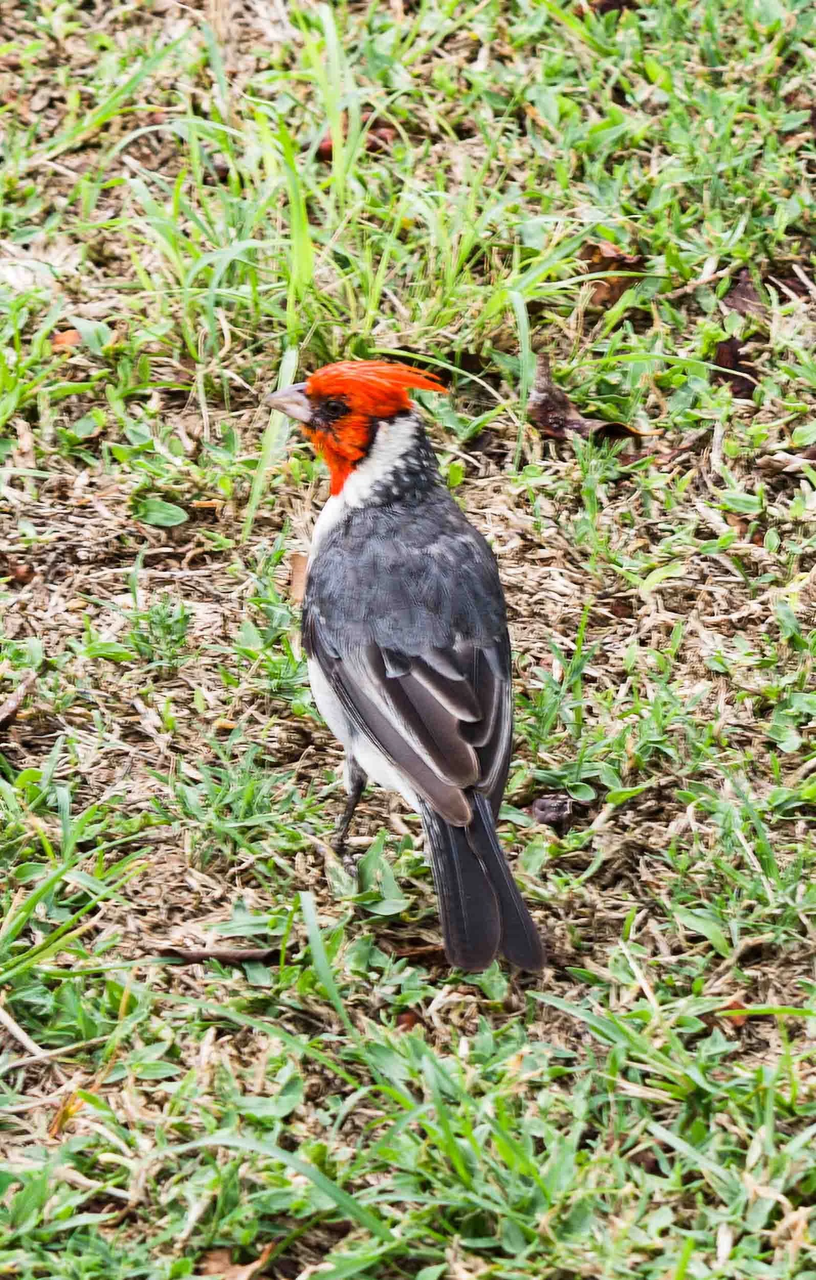 200908131520-IMG_0170-Edit-Oahu-Hawaii Red Crested Cardinal.jpg