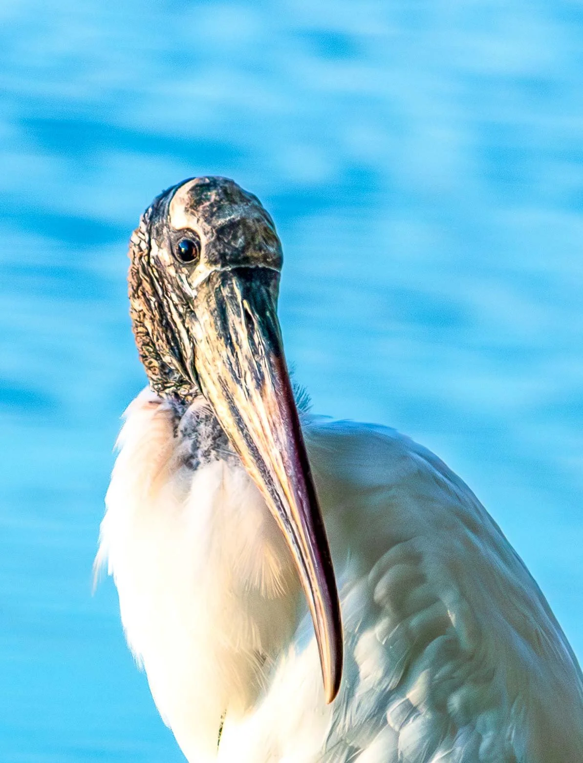 November 13, 2022 - Weston Florida: The Wood Stork seen in Peace Mound Park. This is the only stork species native to North America.