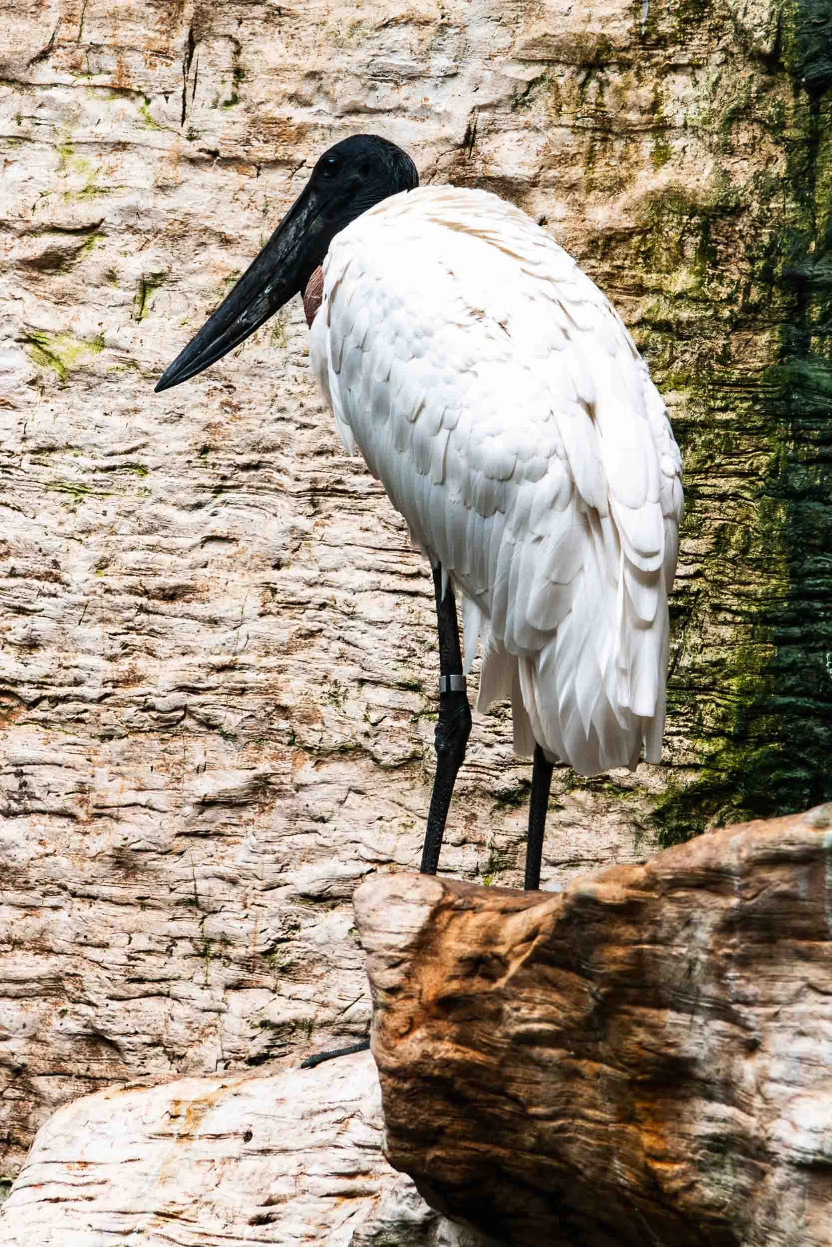 July 20, 2007: The Jabiru, a large stork native to the Americas. This one was photographed in the Dallas Aquarium, Texas.
