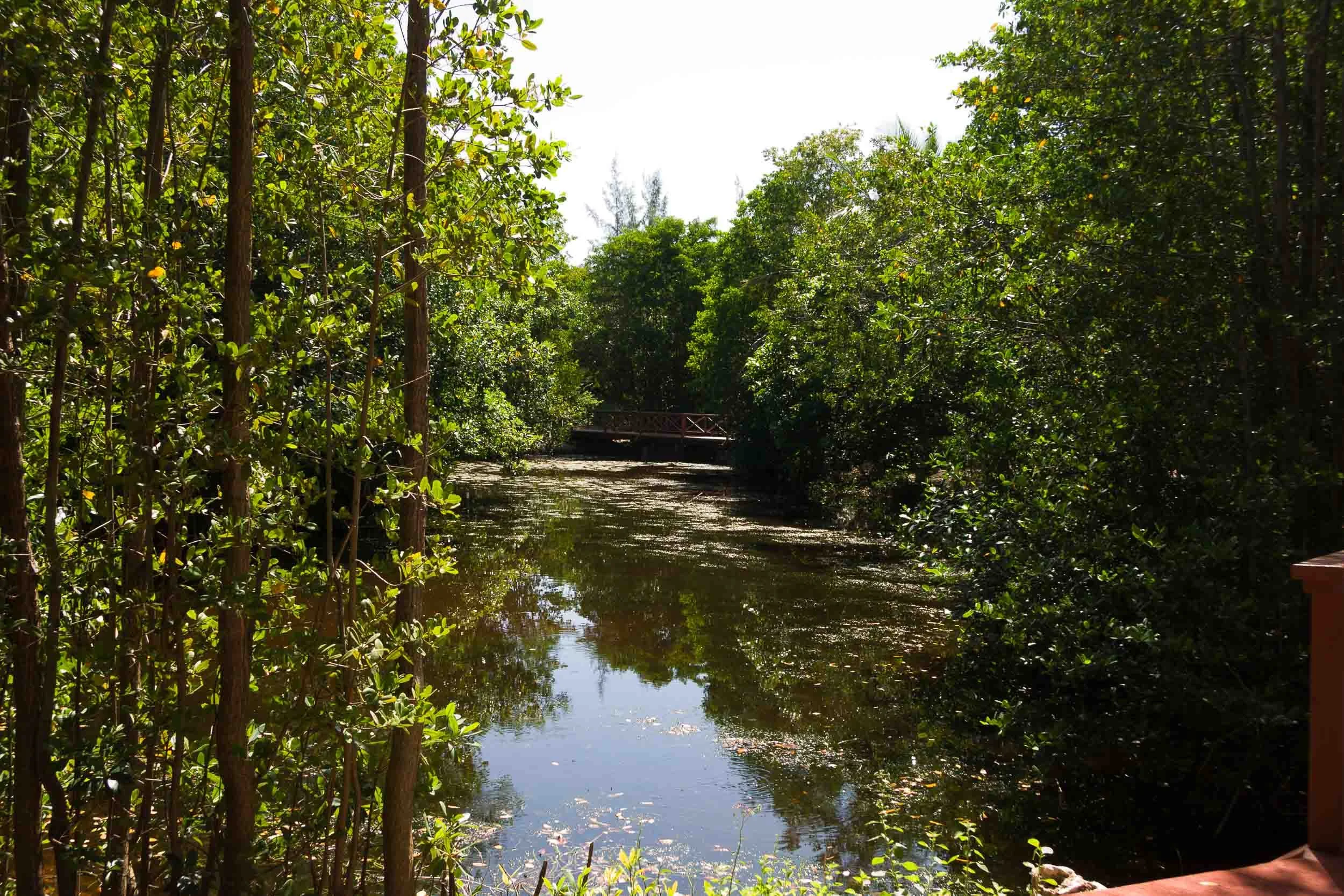 200808181429-IMG6948-Bridgetown-Graham Hall Nature Reserve.jpg