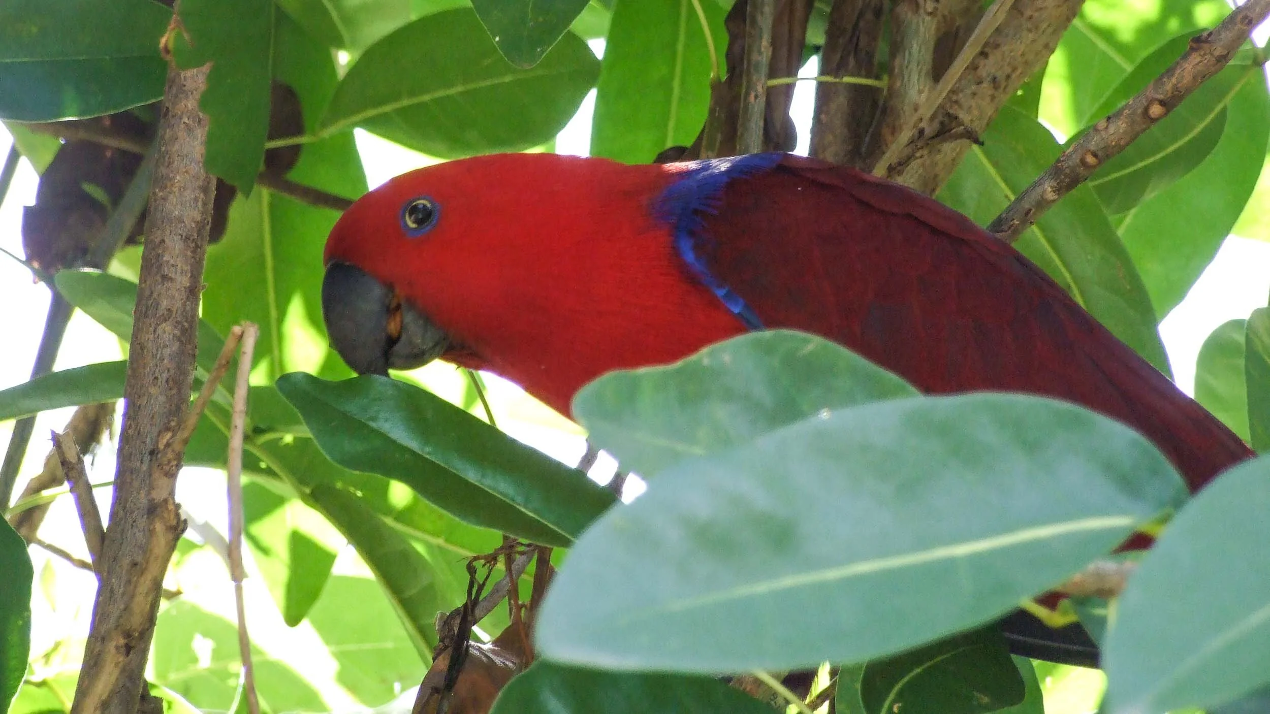 August 18, 2008 - Barbados: Female Moluccan Eclectus Parrot