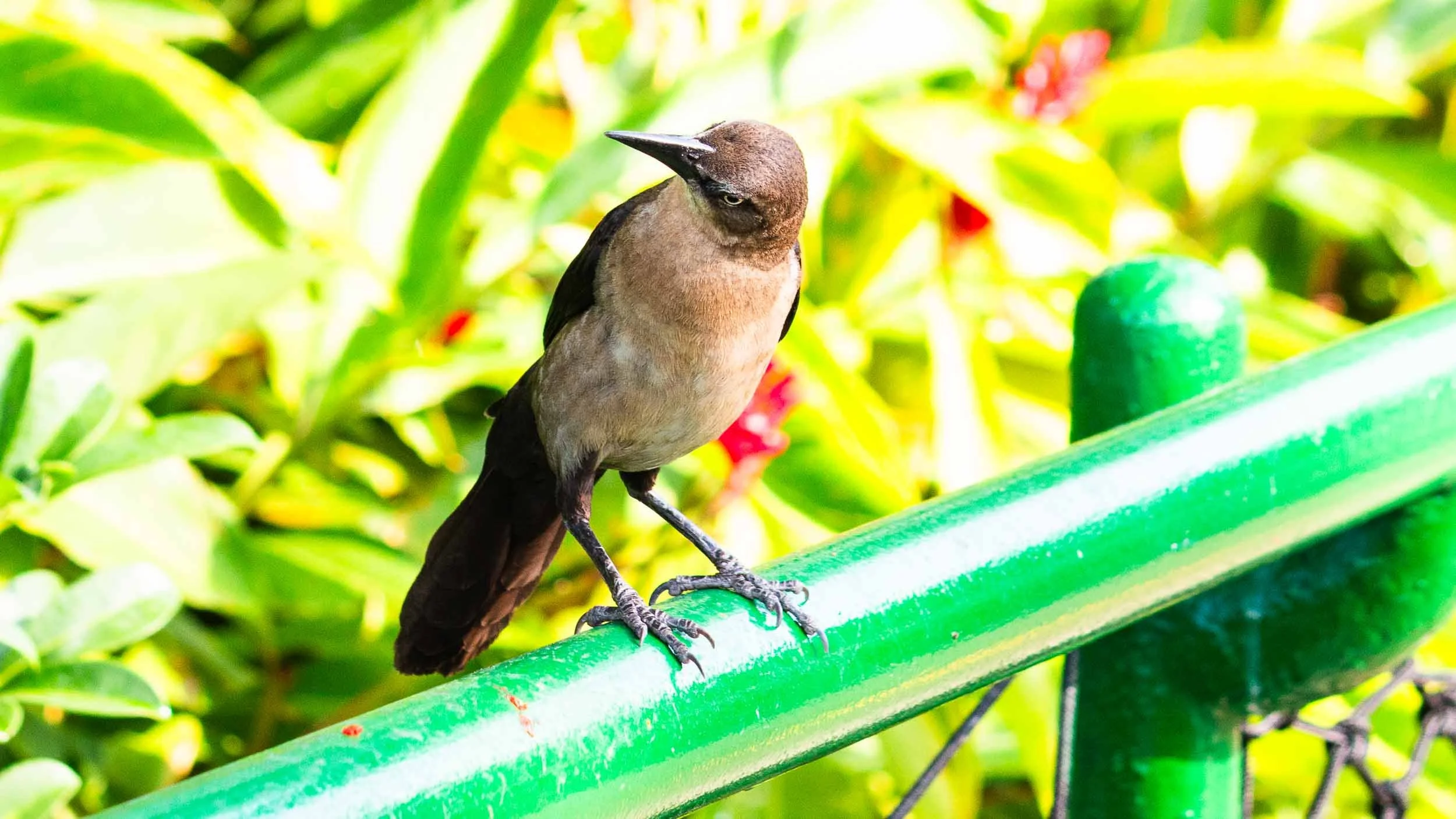 Great-tailed Grackle