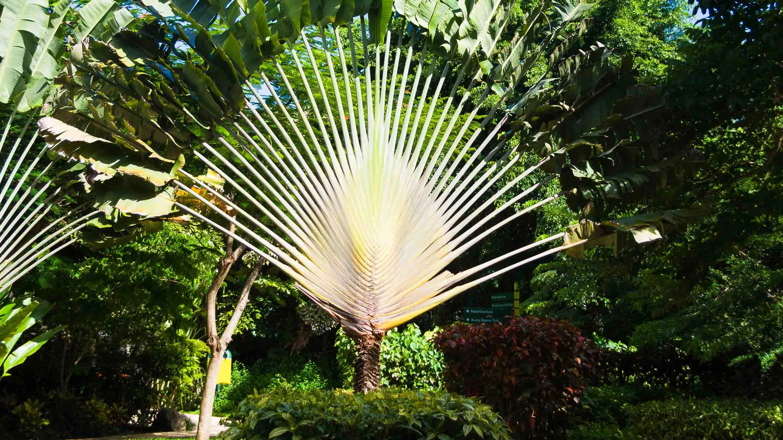 August 18, 2008 - Barbados: Travelers Palm also known as the Fan Palm