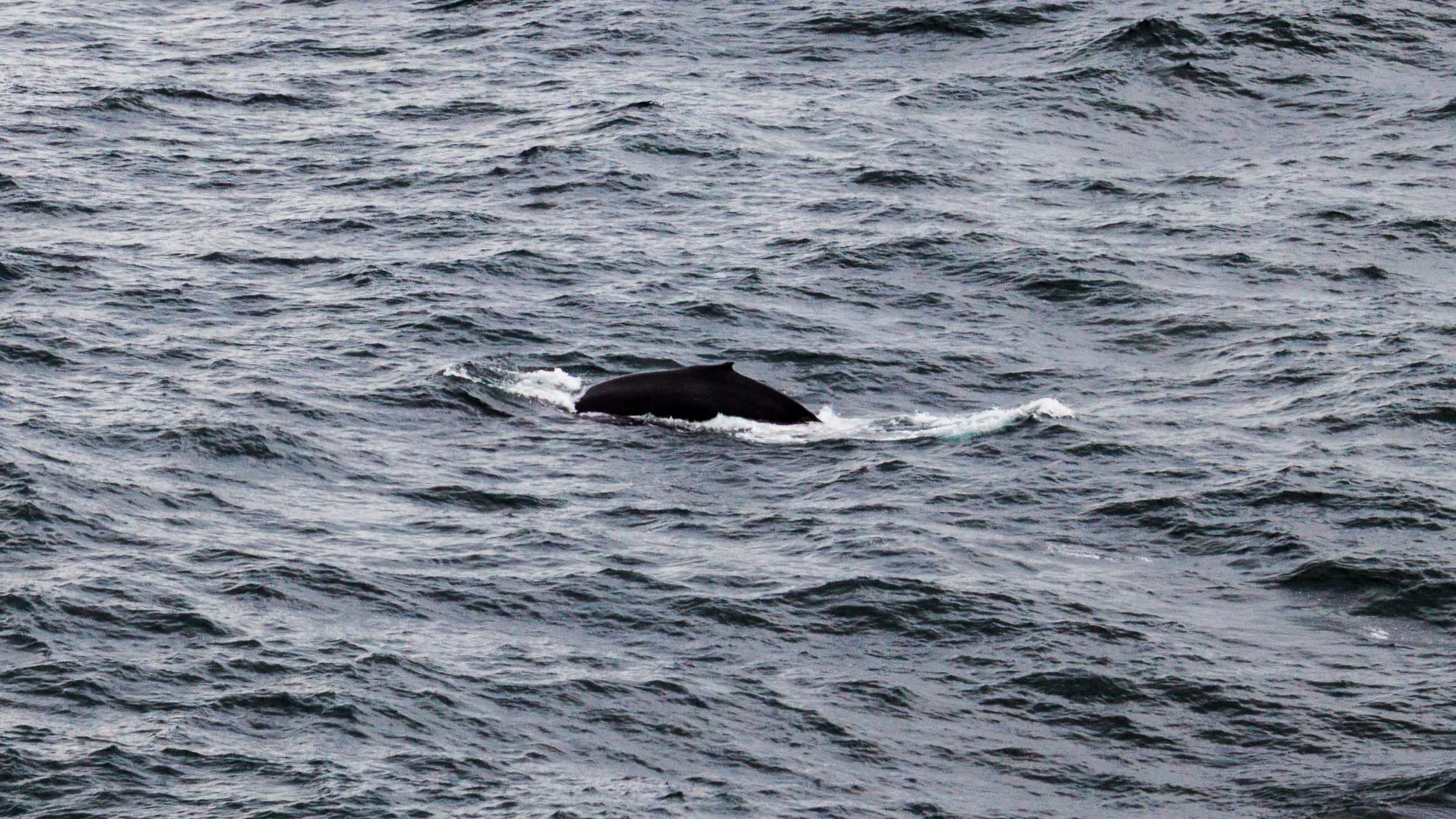 20140901-IMG_2873-At Sea-Migrating Whales.jpg