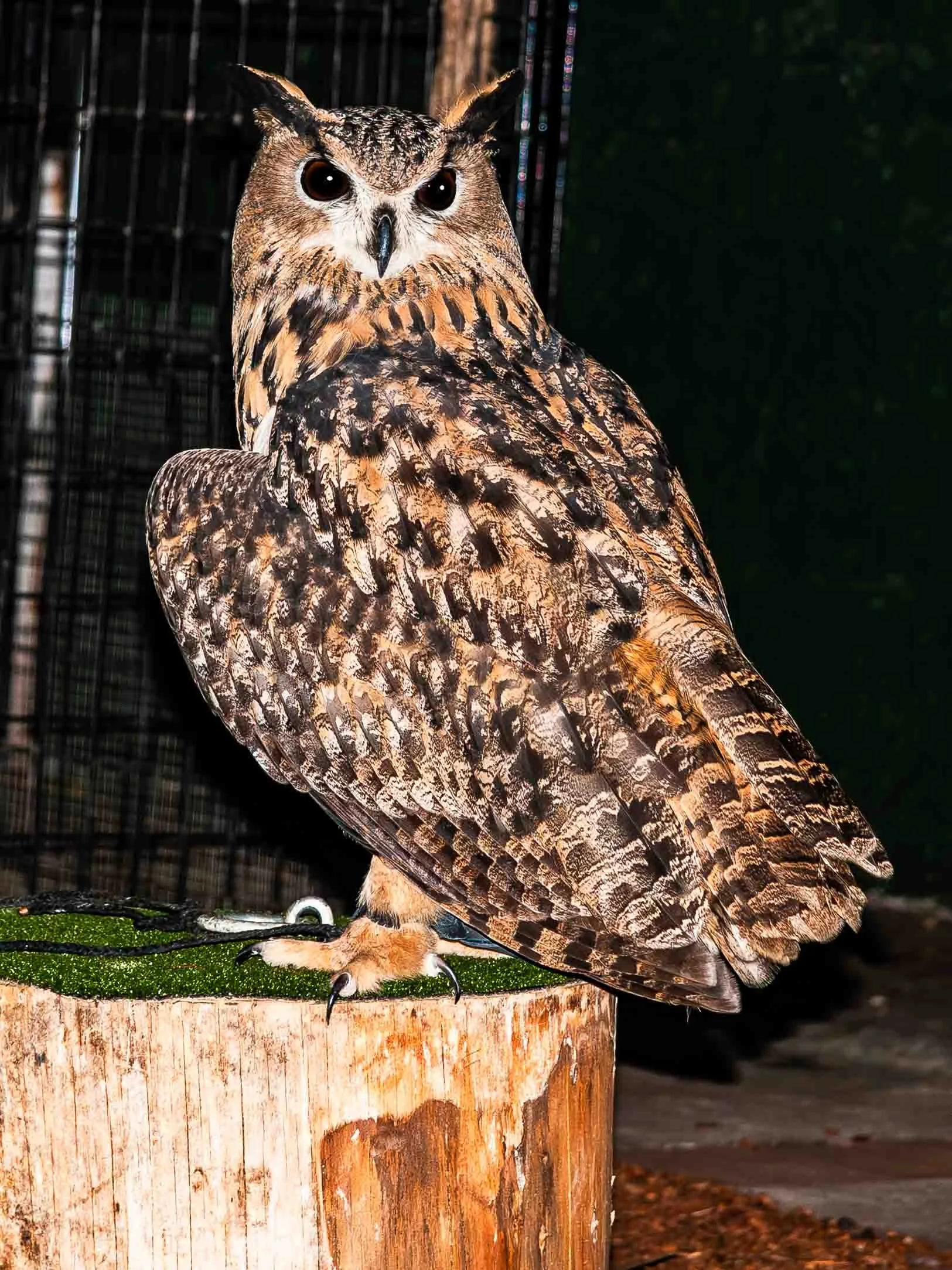 September 19, 2009: Eurasian eagle-owl (Bubo Bubo). This was at the zoo of the Pomona Fair in Los Angeles.
