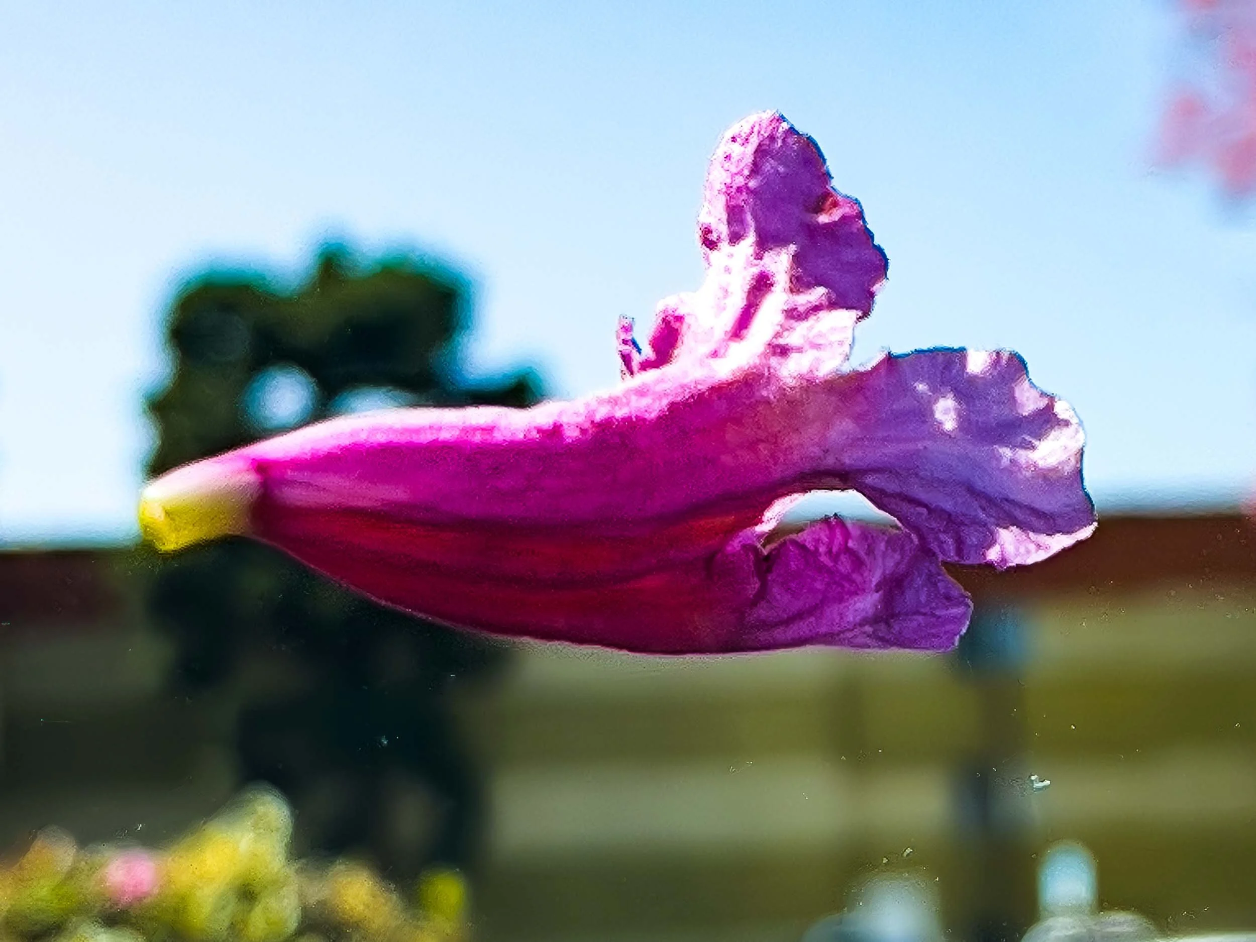 March 25, 2025: Trumpet Flower.