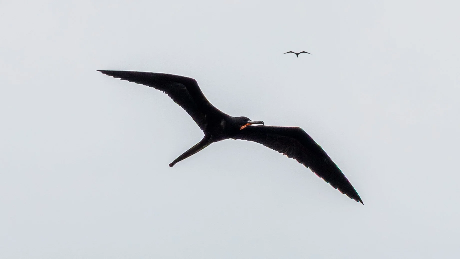 These opportunistic frigate birds wait until the fish surface when the salt water mixes with the fresh water, then make they attack.