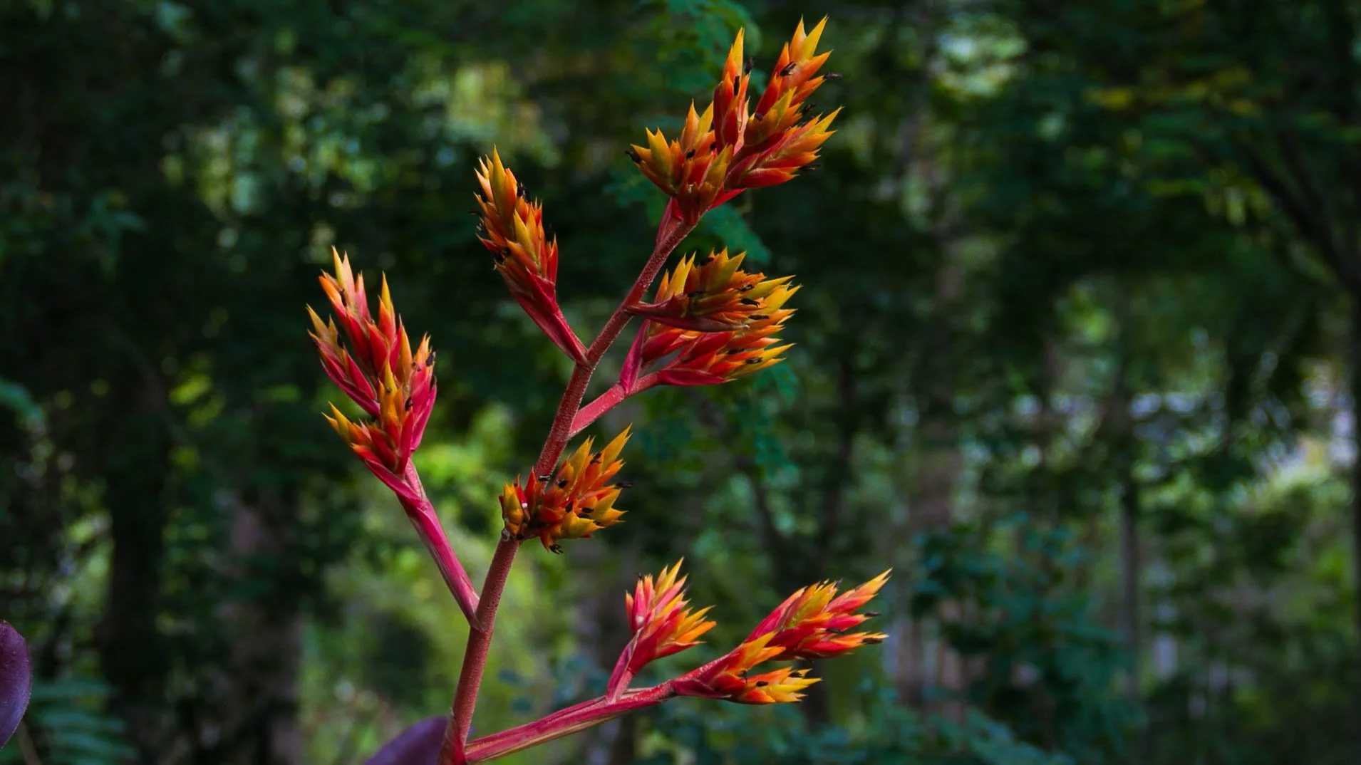 This is a Bromeliad, likely an Aechmea rubens or a closely related species like Aechmea aquilega.