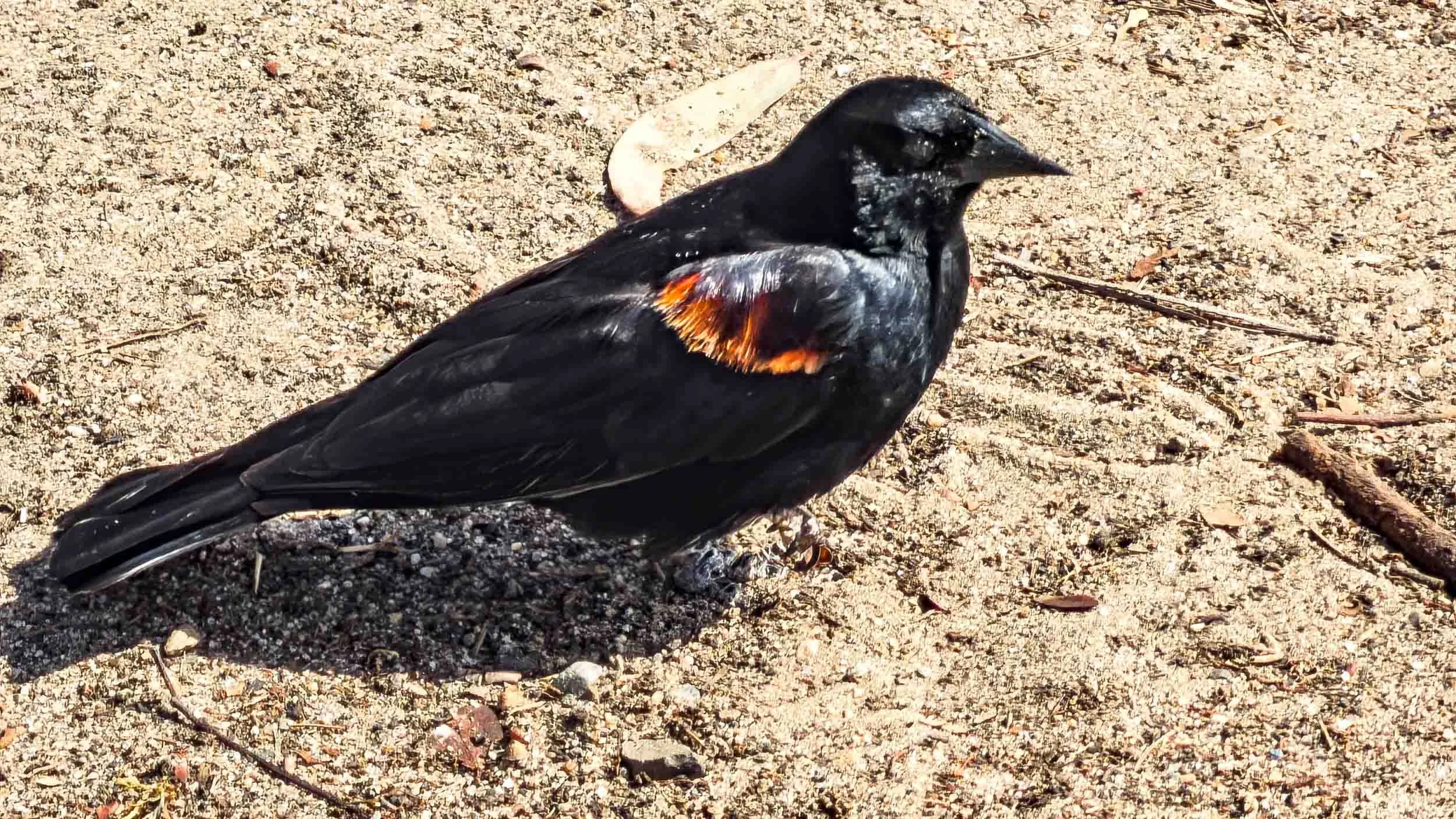 May 10, 2026 - Oeanside, California: Red-winged Blackbird.